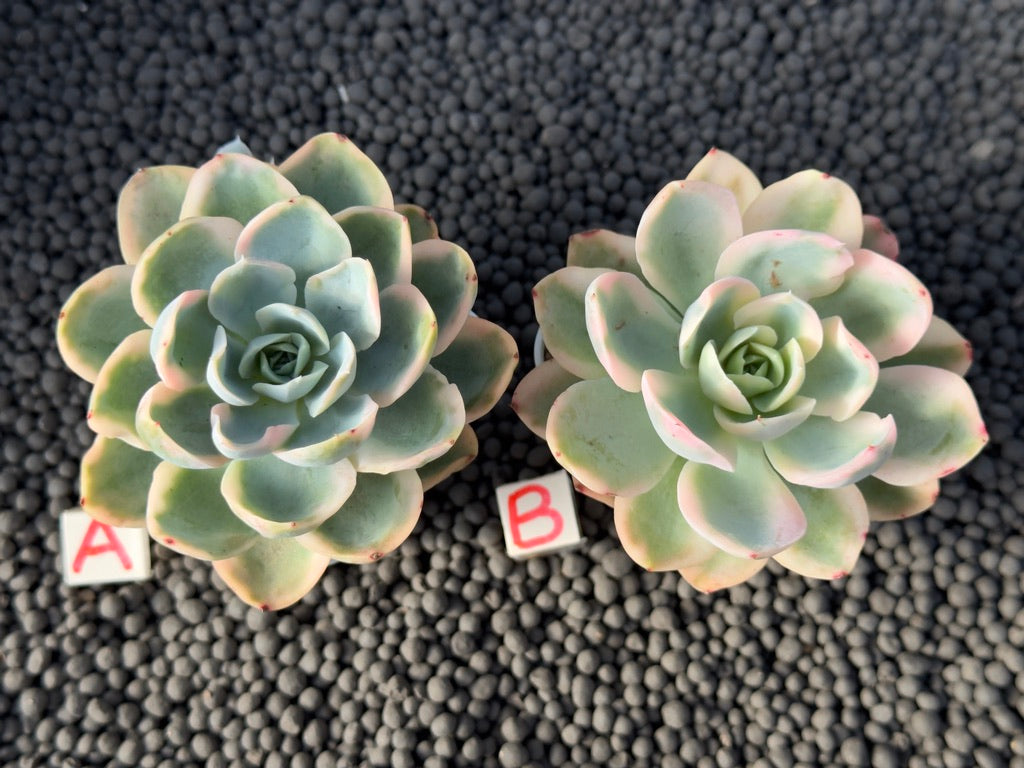 Variegated Echeveria Pink Vera Imported Succulent Plant
