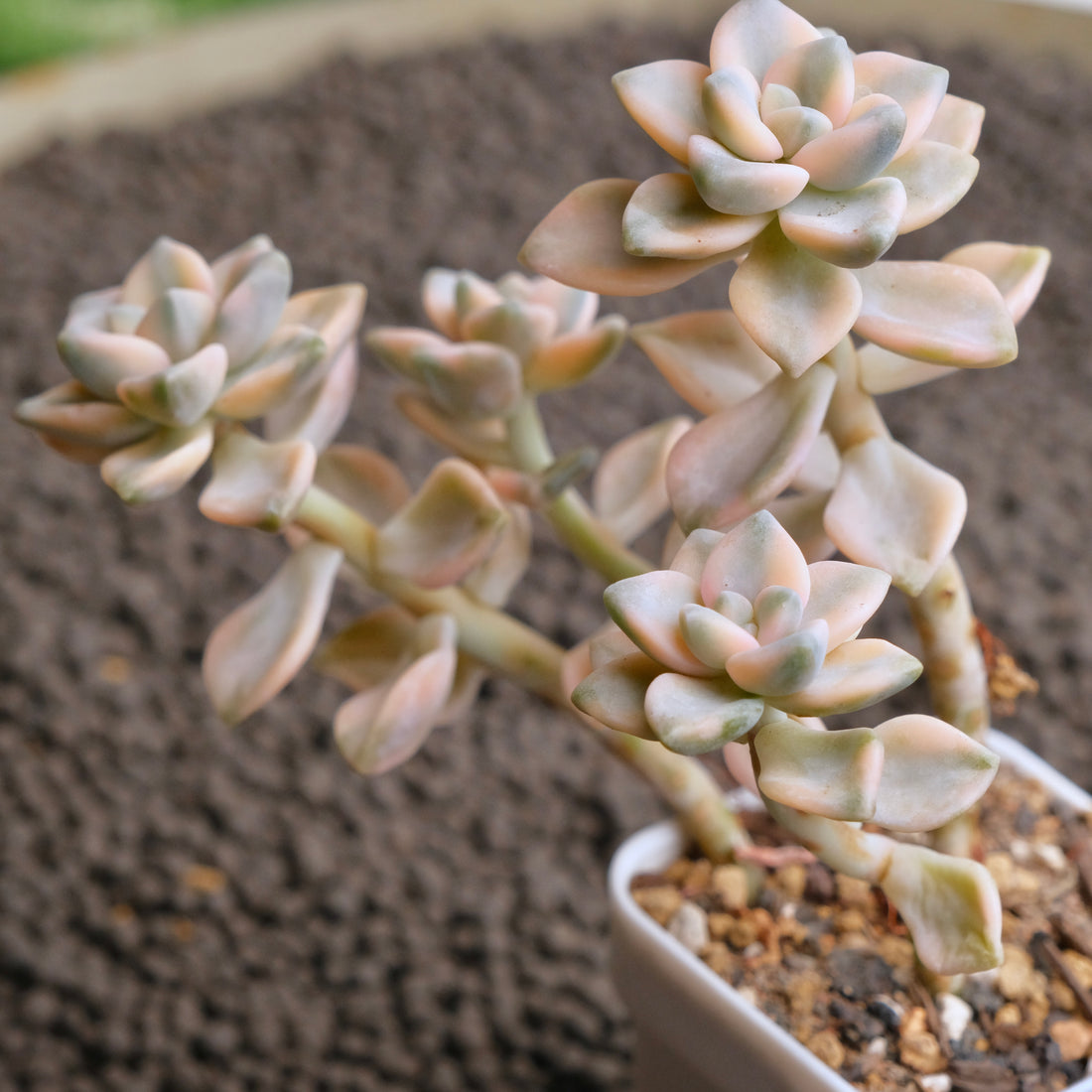 Graptoveria Titubans variegated Imported Succulent Plant - C