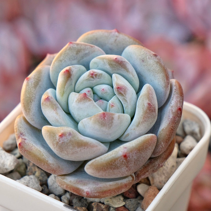 Echeveria White Peach Korean Succulent Plant