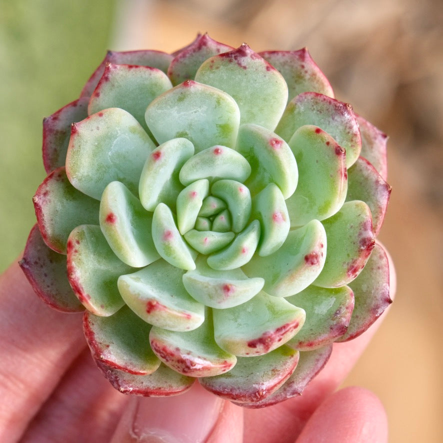 Echeveria Poison Korean Succulent Plant Rare Changhee hybrid – Succielife