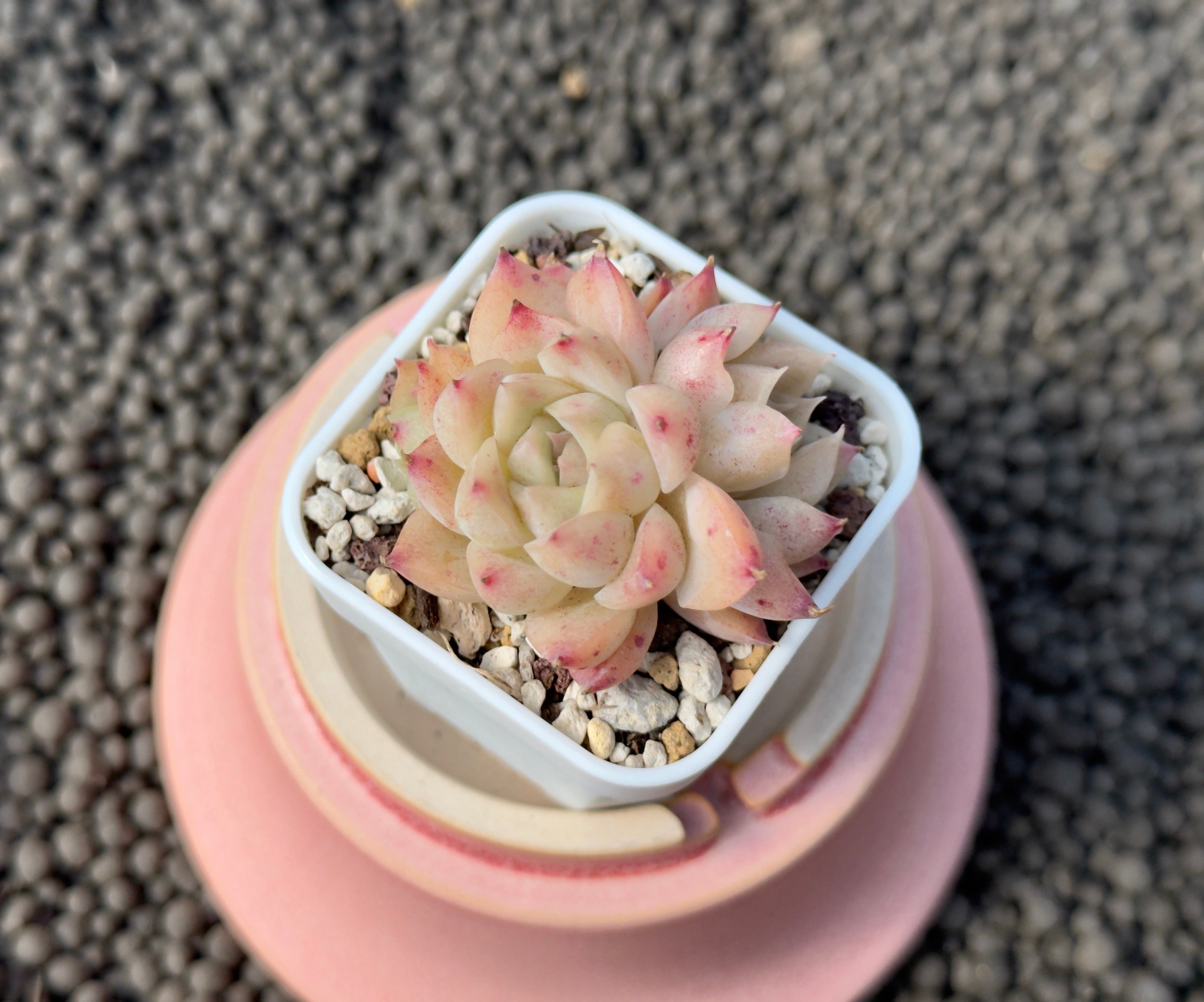 Echeveria Pink Flow Korean Succulent Plant Hwaga Hybrid