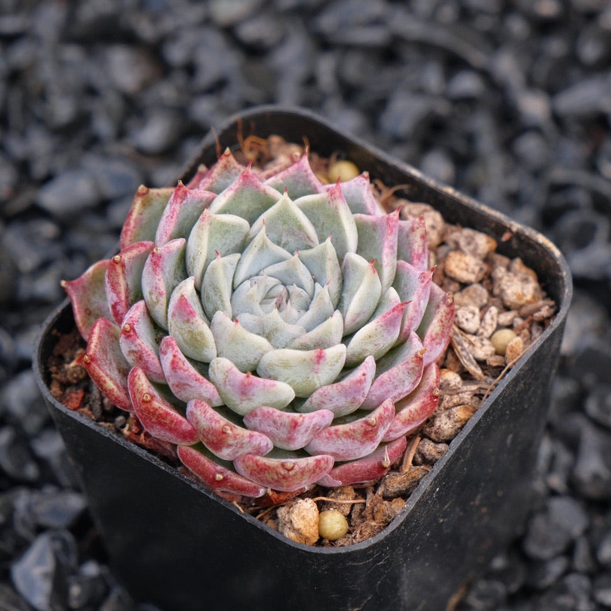 Echeveria sarahime hybrid Korean Imported Succulent Plant