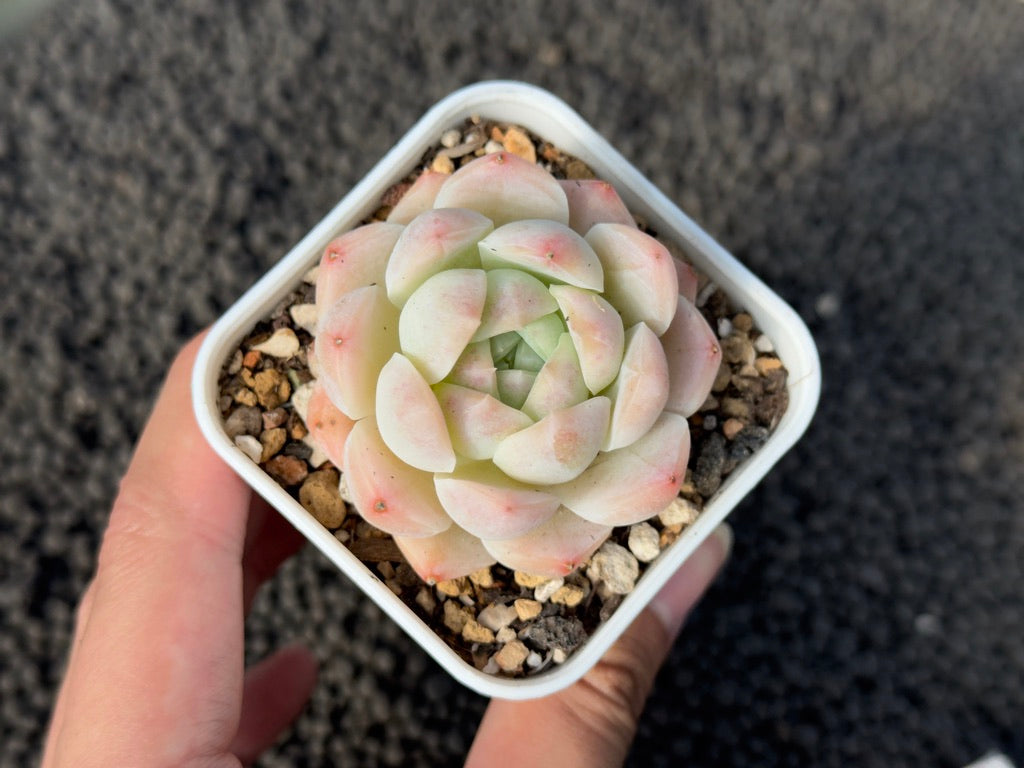 Echeveria Pink Albi Imported Succulent Plant