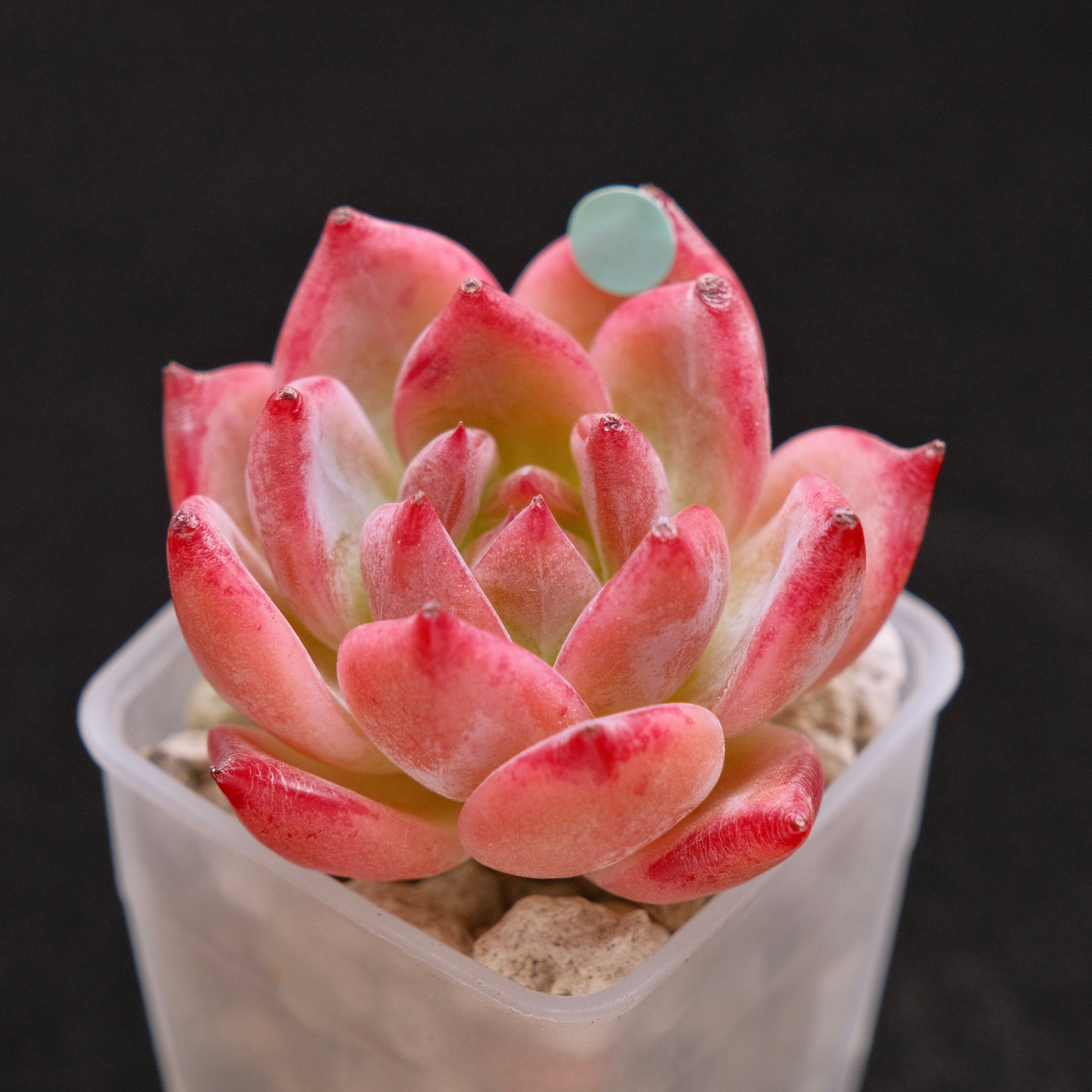 Echeveria Ratam Korean Succulent Plant