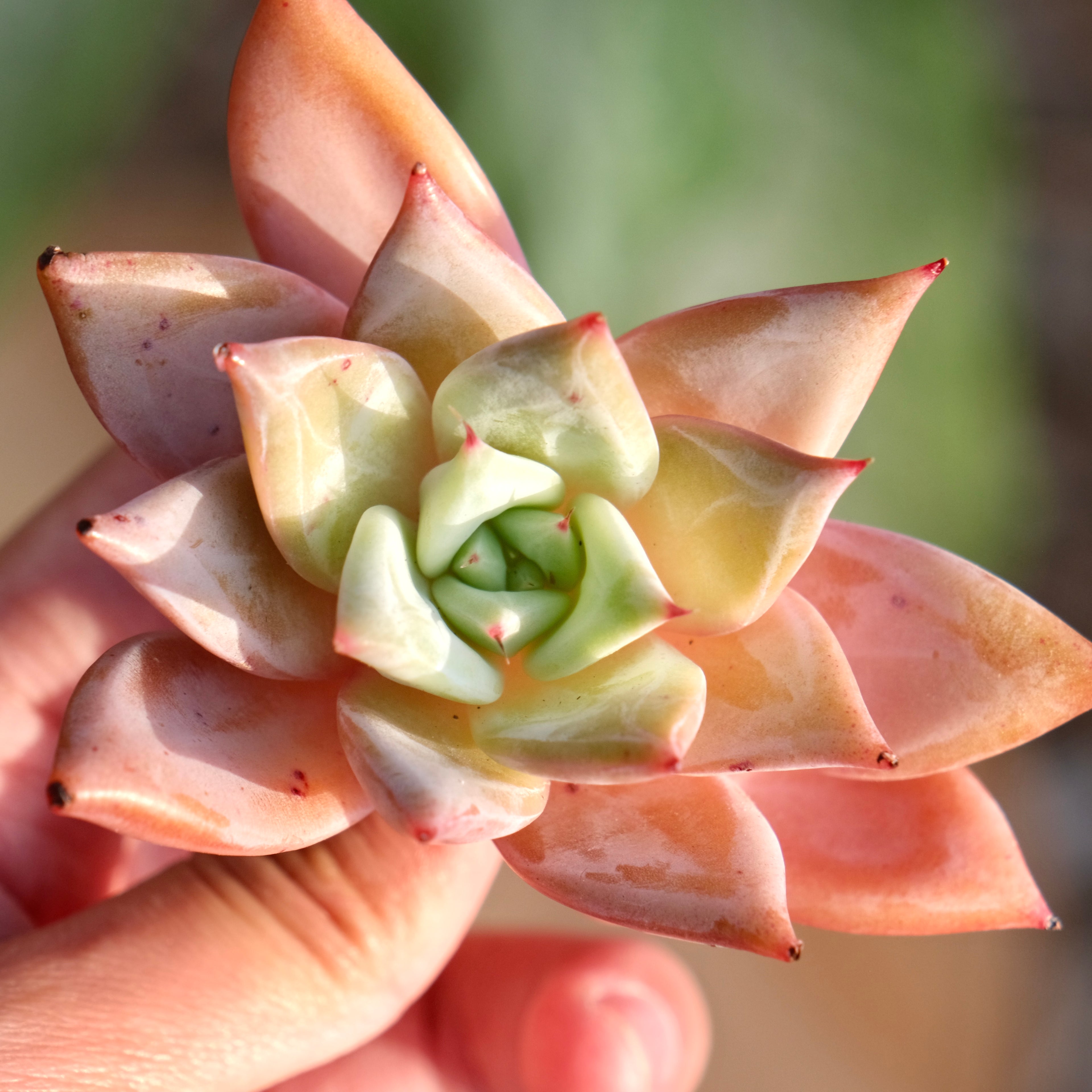 Echeveria colorata hybrid Korean Succulent Plant