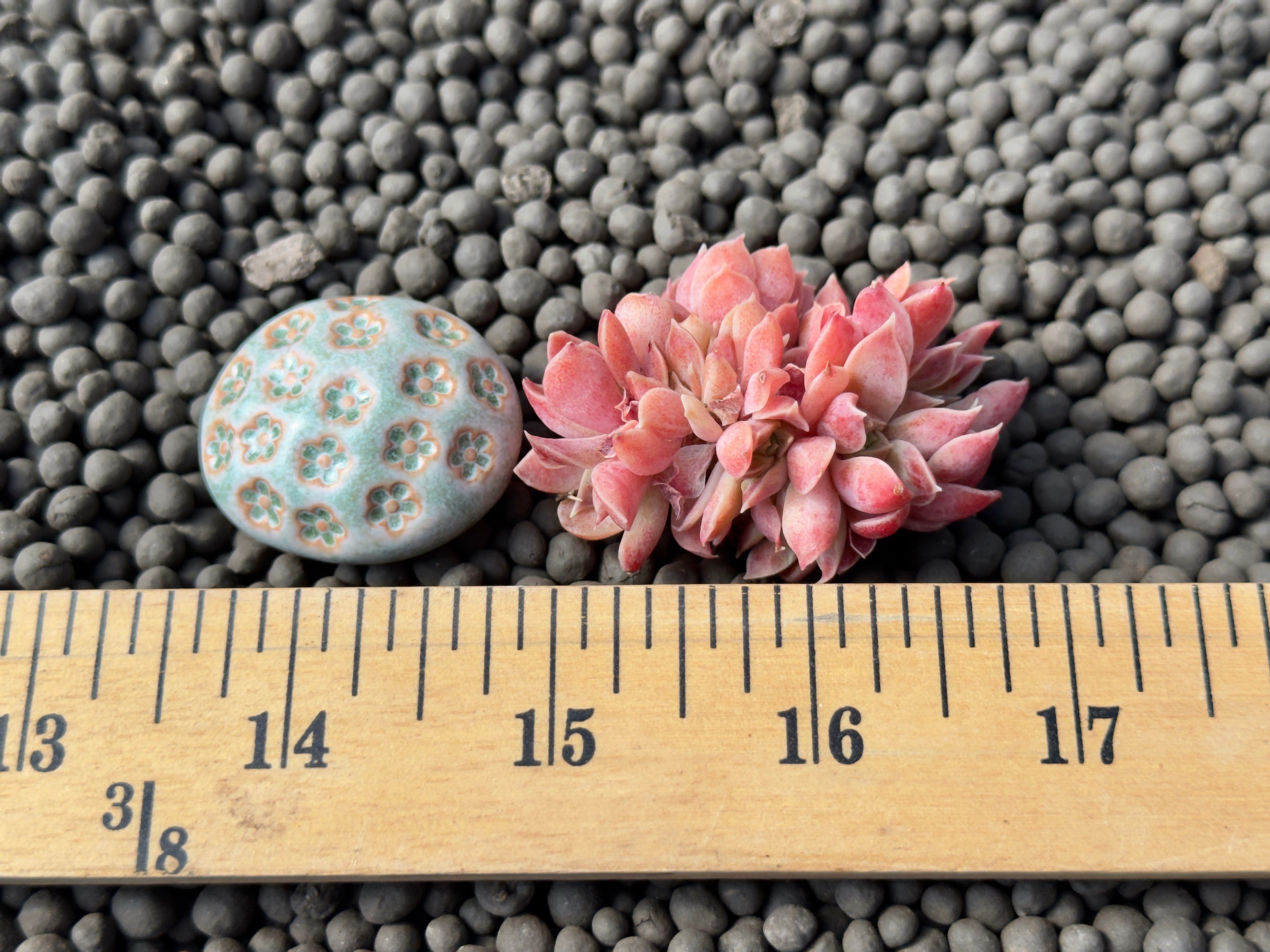 Echeveria Mona Lisa cristata Korean Succulent Plant Changhee hybrid