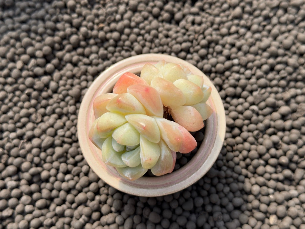 Echeveria Ice Green Imported Succulent Plant