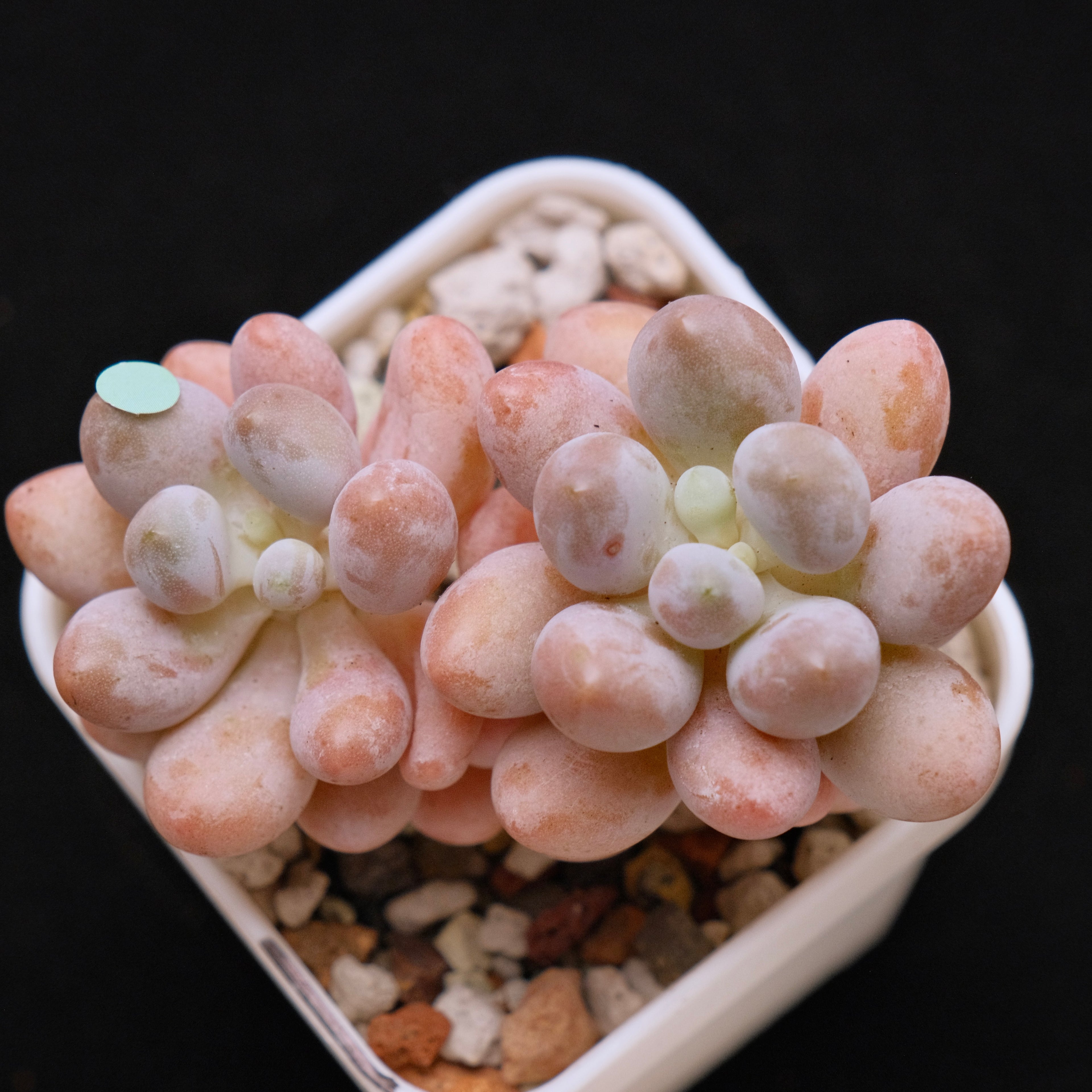 Pachyphytum Sweet Dumpling "Tang Yuan" Imported Succulent Plant *New* 汤圆