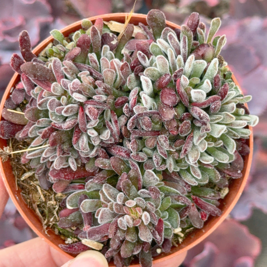 Crassula pubescens Succulent Plant