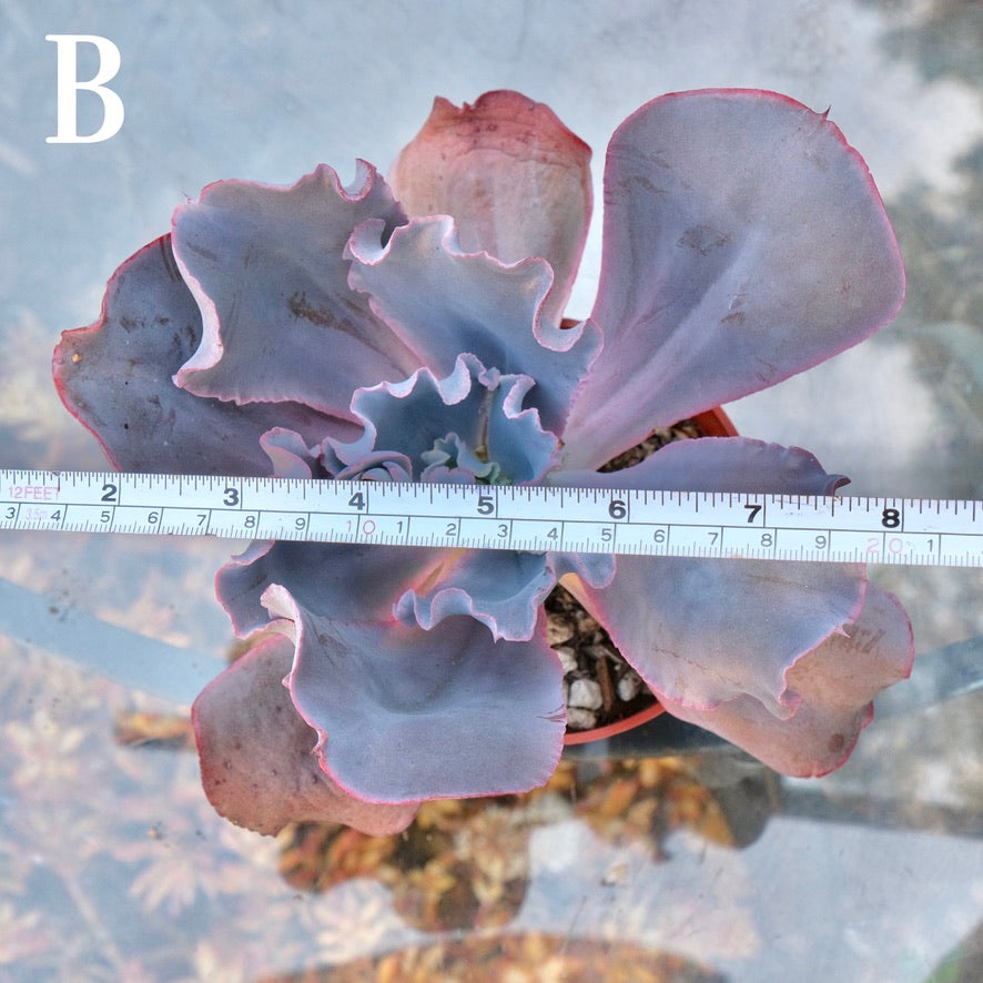 Echeveria Cinderella II - Rare Dick Wright hybrid - B