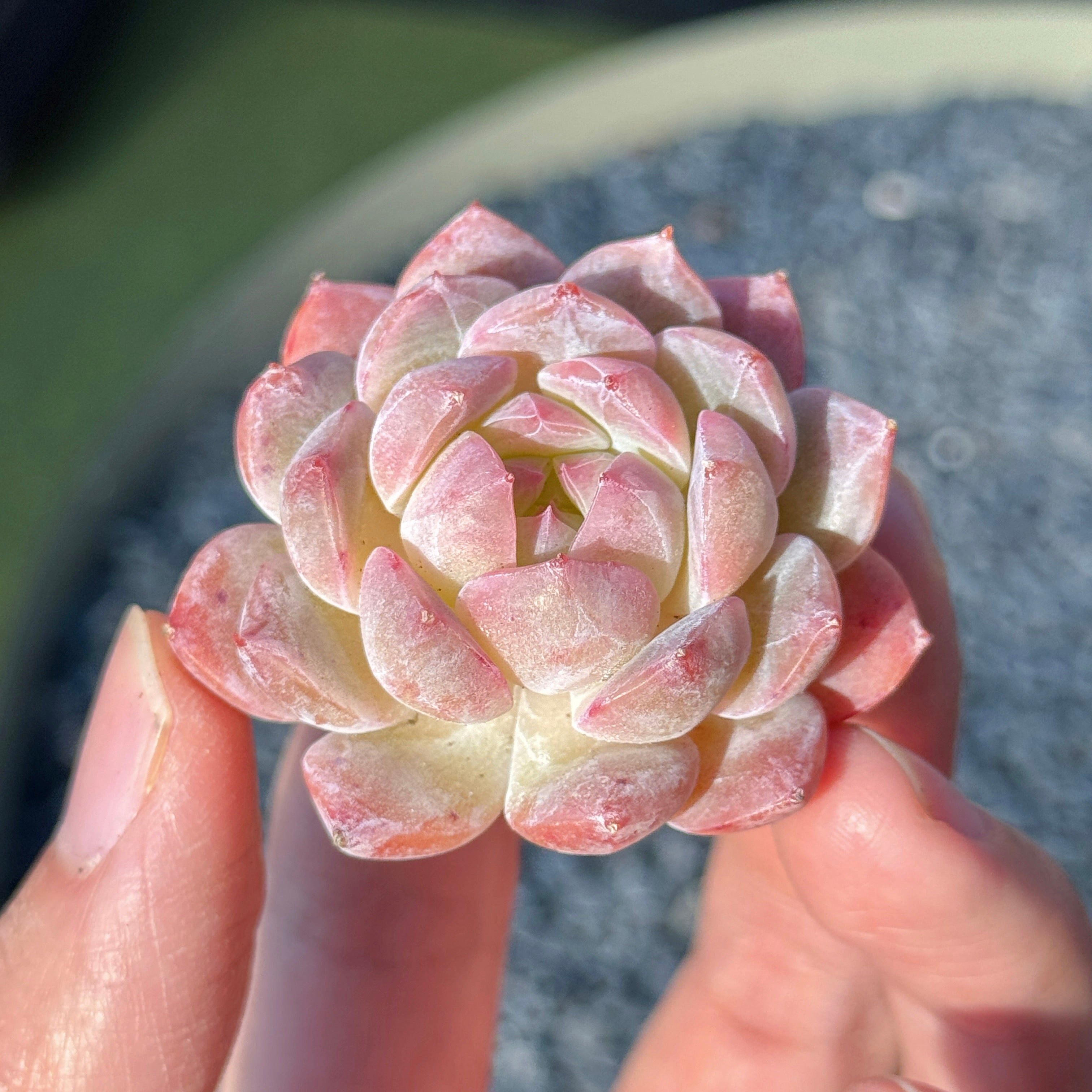 Echeveria Jelly Hybrid Succulent Plant C