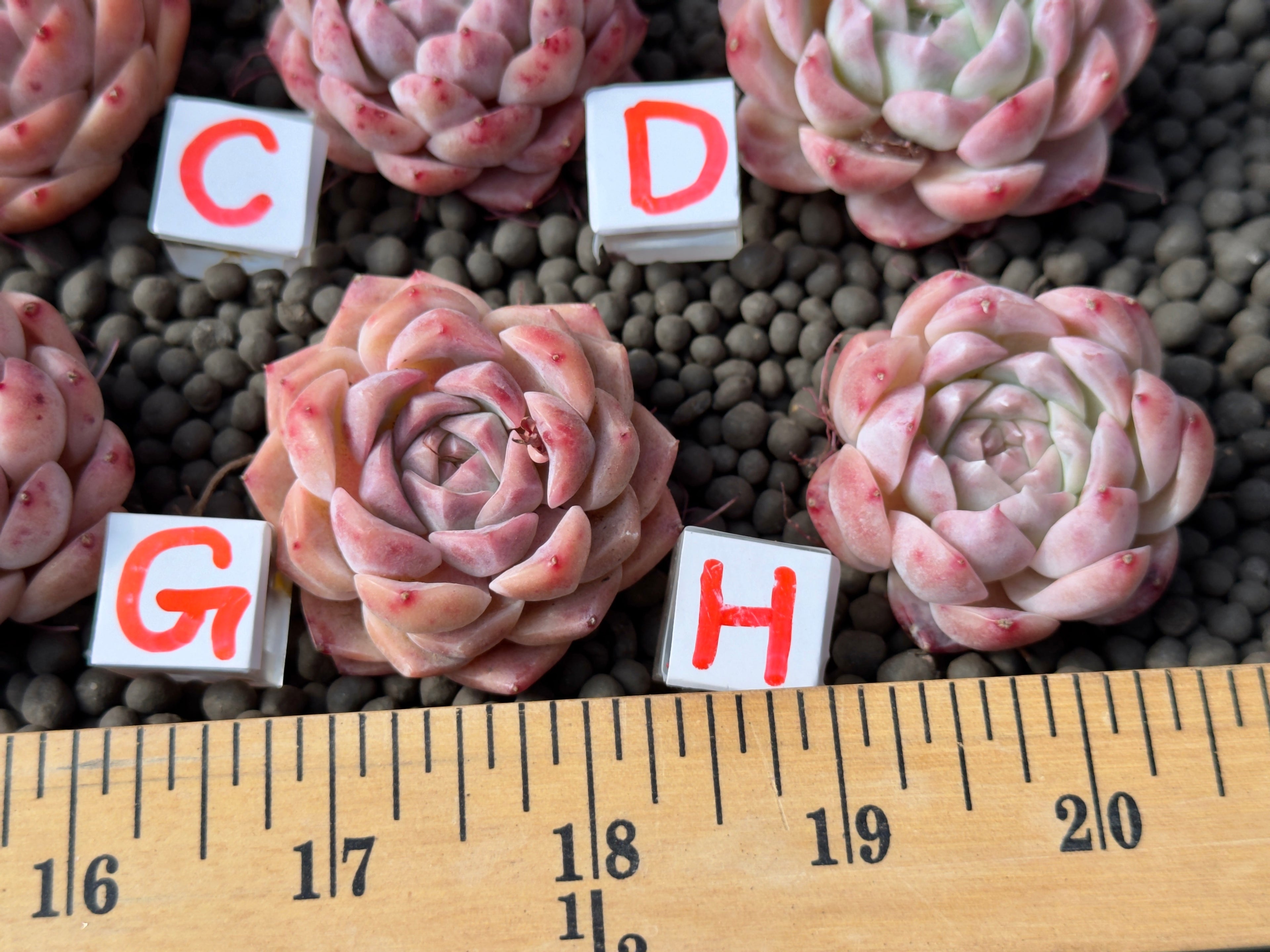 Echeveria Pink Lina Imported Succulent Plant