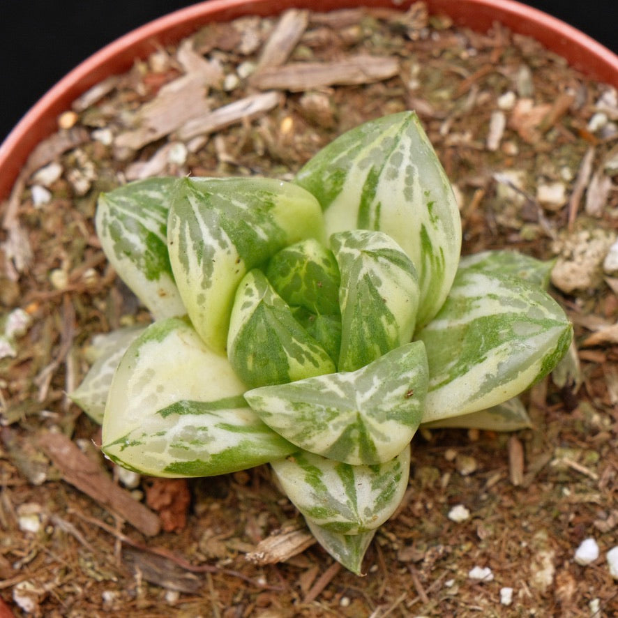 Variegated Haworthia cymbiformis Succulent Plant