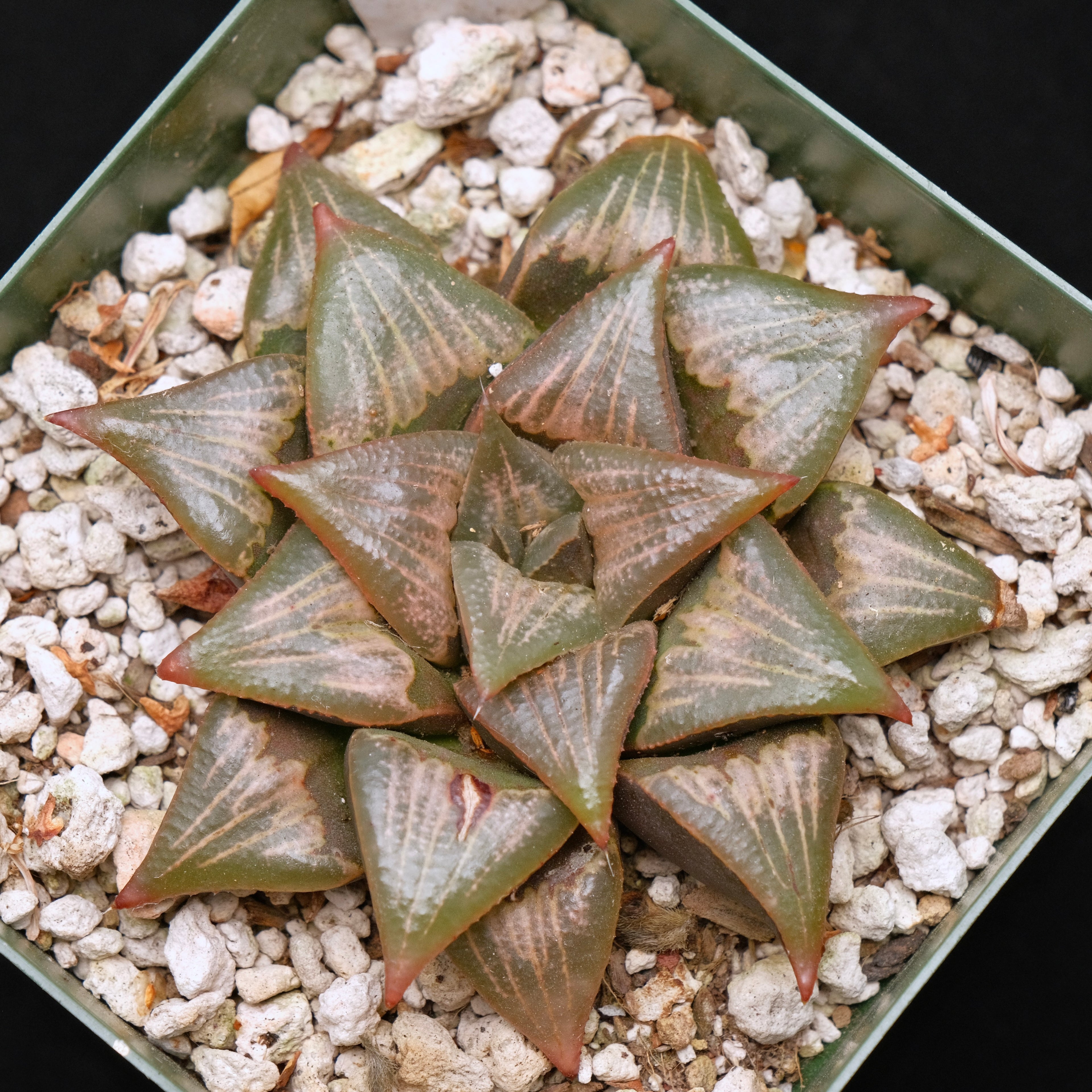 Jim Smith Haworthia Hybrid Succulent Plant
