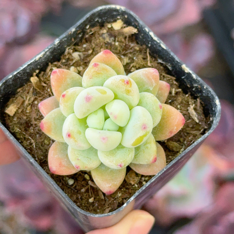 Sedum clavatum Succulent Plant