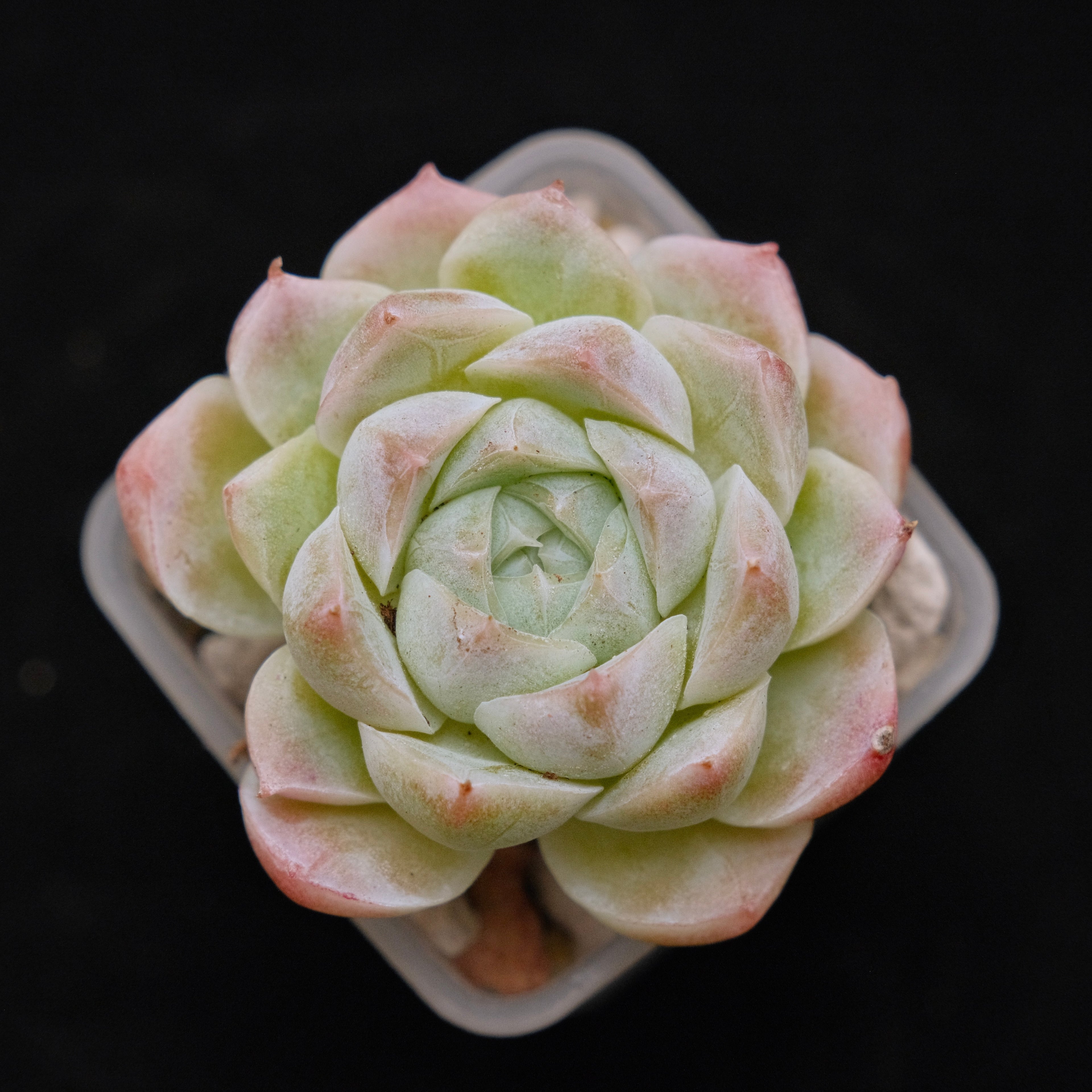 Echeveria hybrid Imported Succulent Plant