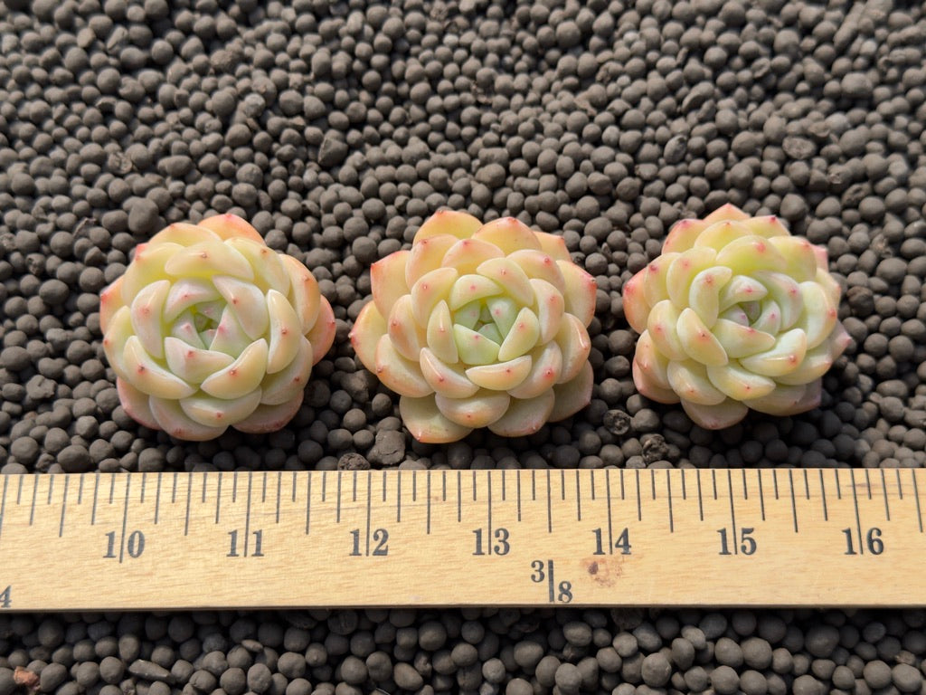 Echeveria White Crystal Rose Imported Succulent Plant