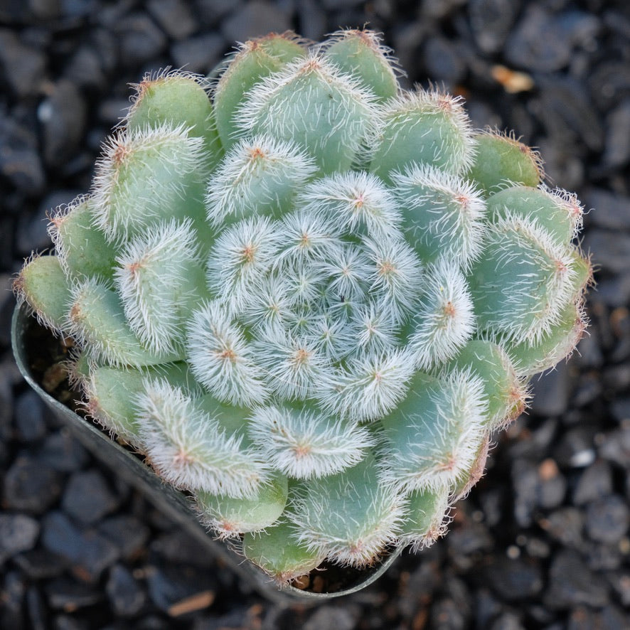 setosa succulent Echeveria setosa Succulent Plant – Succielife
