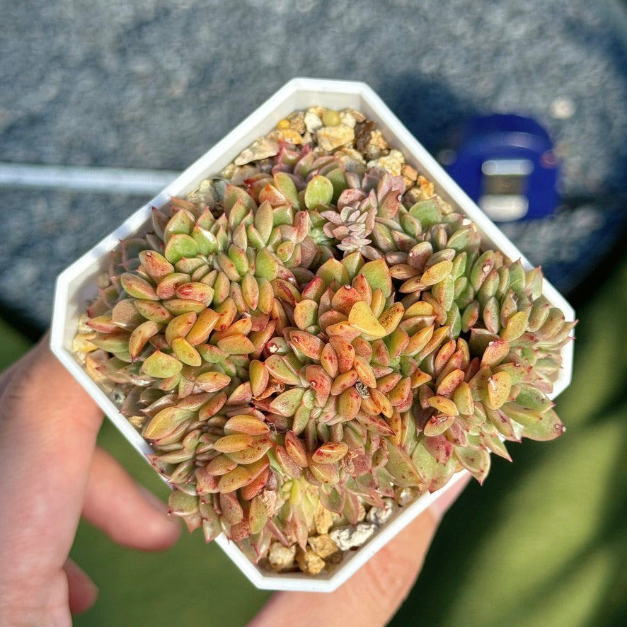 Crested Echeveria Gilva (lightly variegated) Succulent Plant