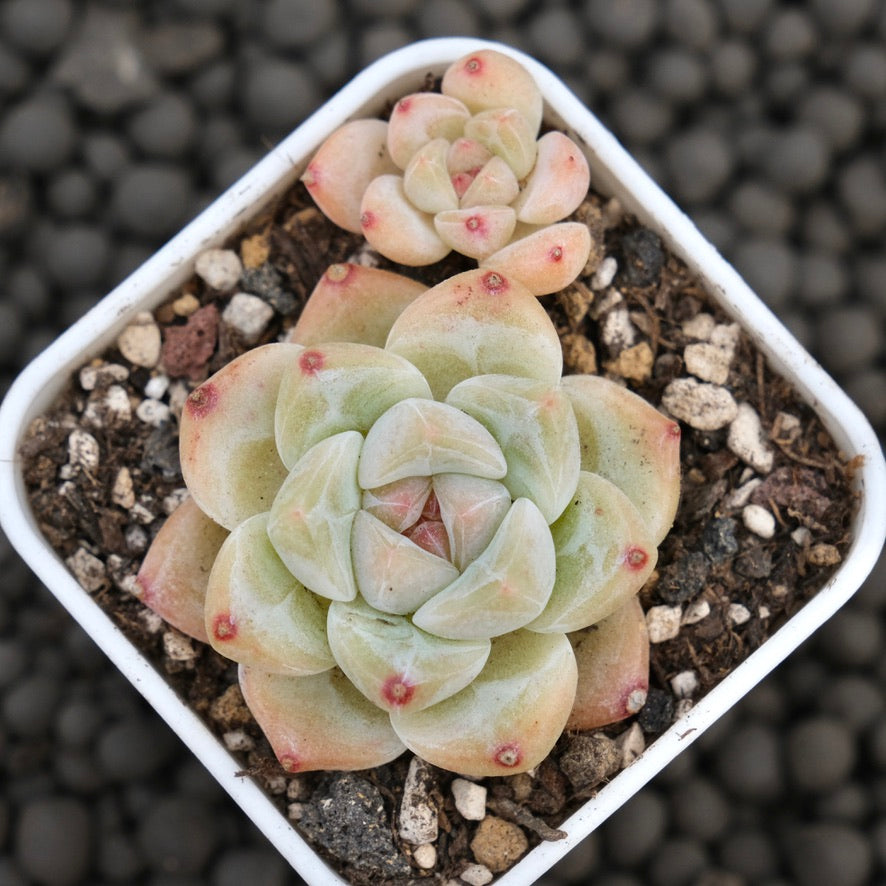 Echeveria Snow Orange Imported Succulent Plant