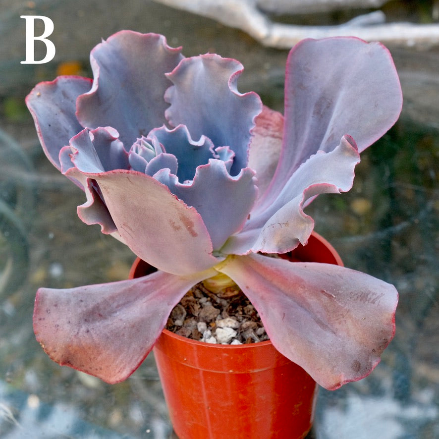 Echeveria Cinderella II - Rare Dick Wright hybrid - B