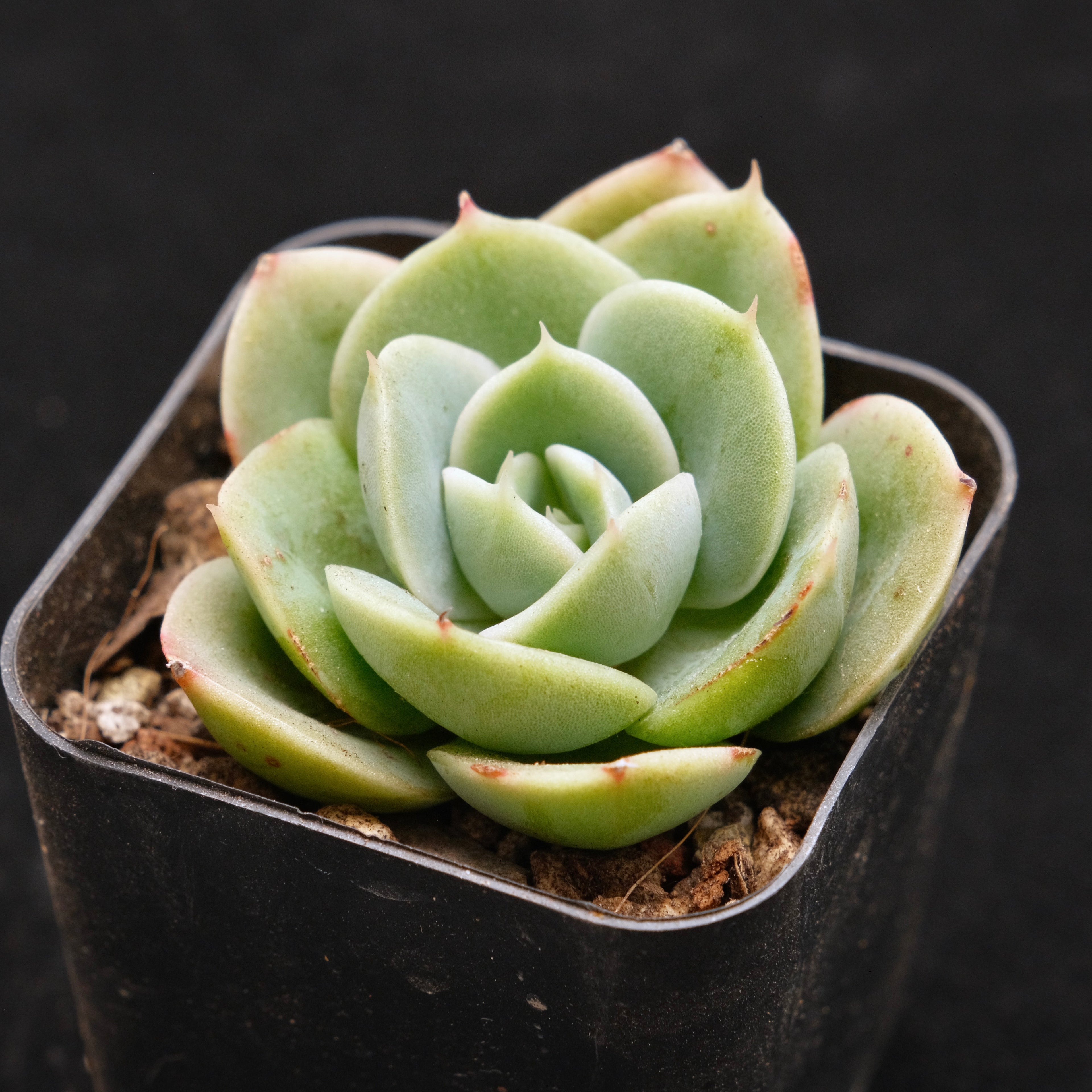 Echeveria Arenas Korean Succulent Plant