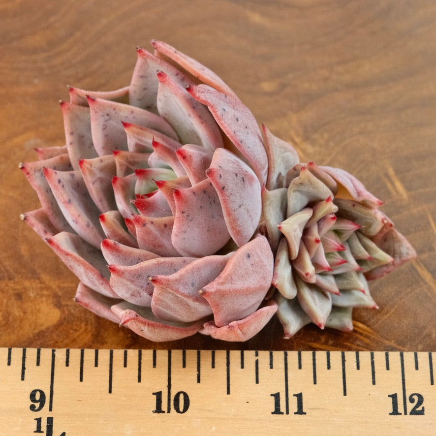 Echeveria Red Dragon Korean Succulent Plant
