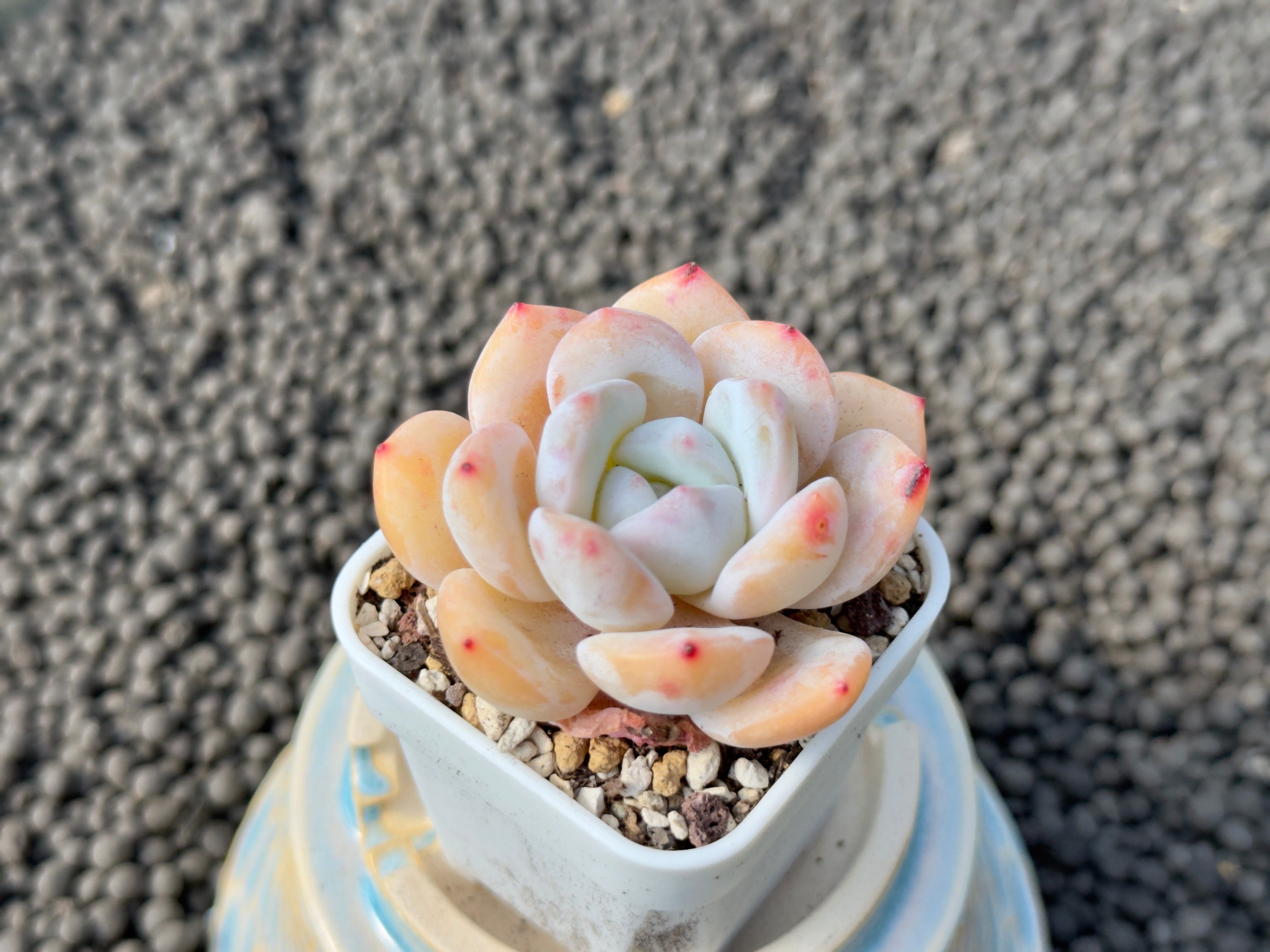 Echeveria Snowy Imported Succulent Plant