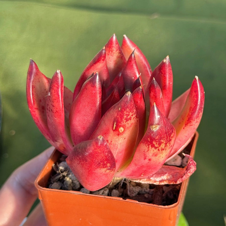 Echeveria agavoides Frank Reinelt Succulent Plant