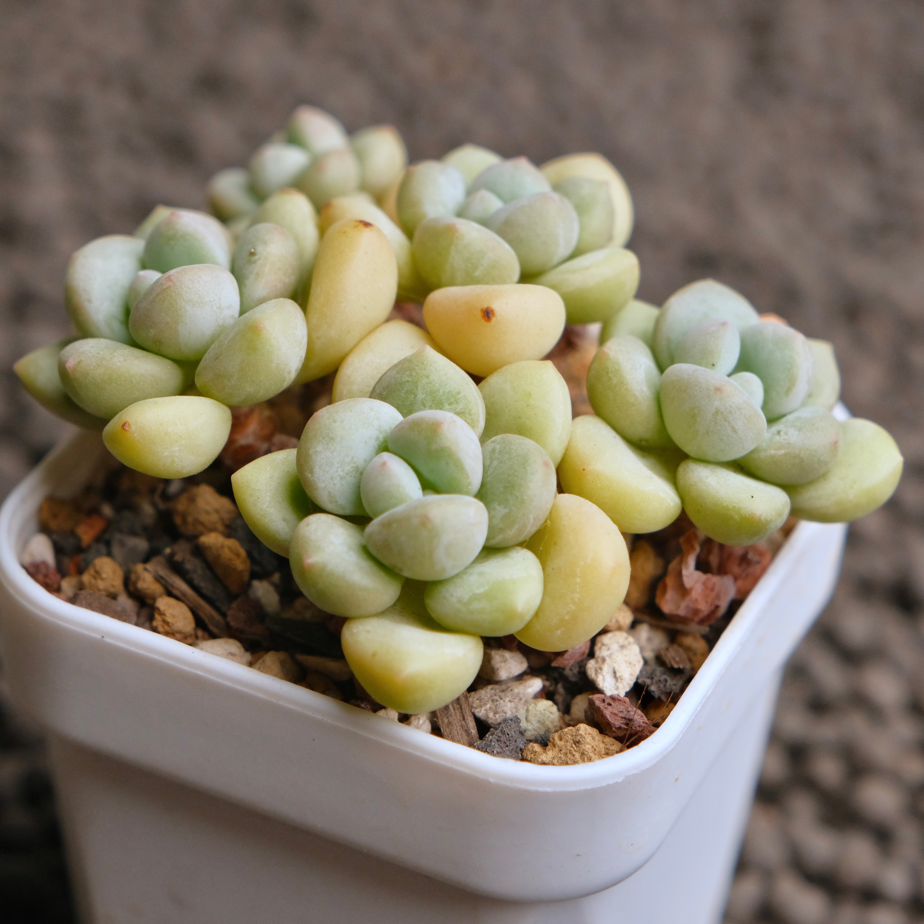 Pachyphytum Bubble Gum Imported Succulent Plant - B