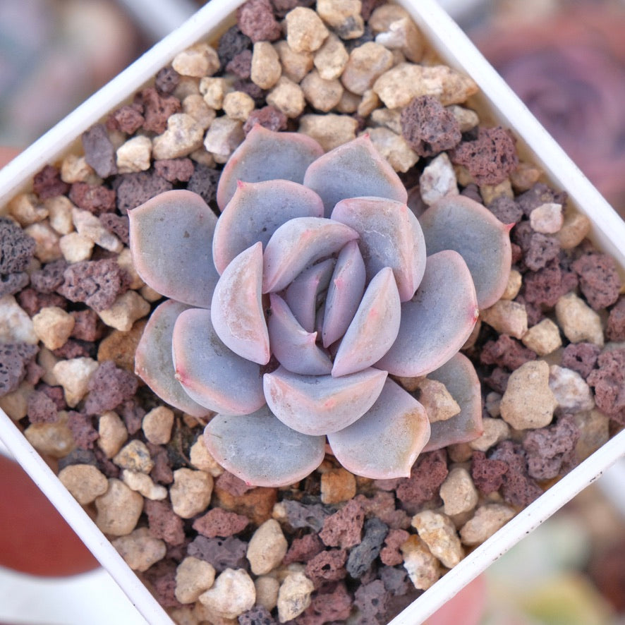 orion succulent Echeveria Orion Succulent Plant – Succielife