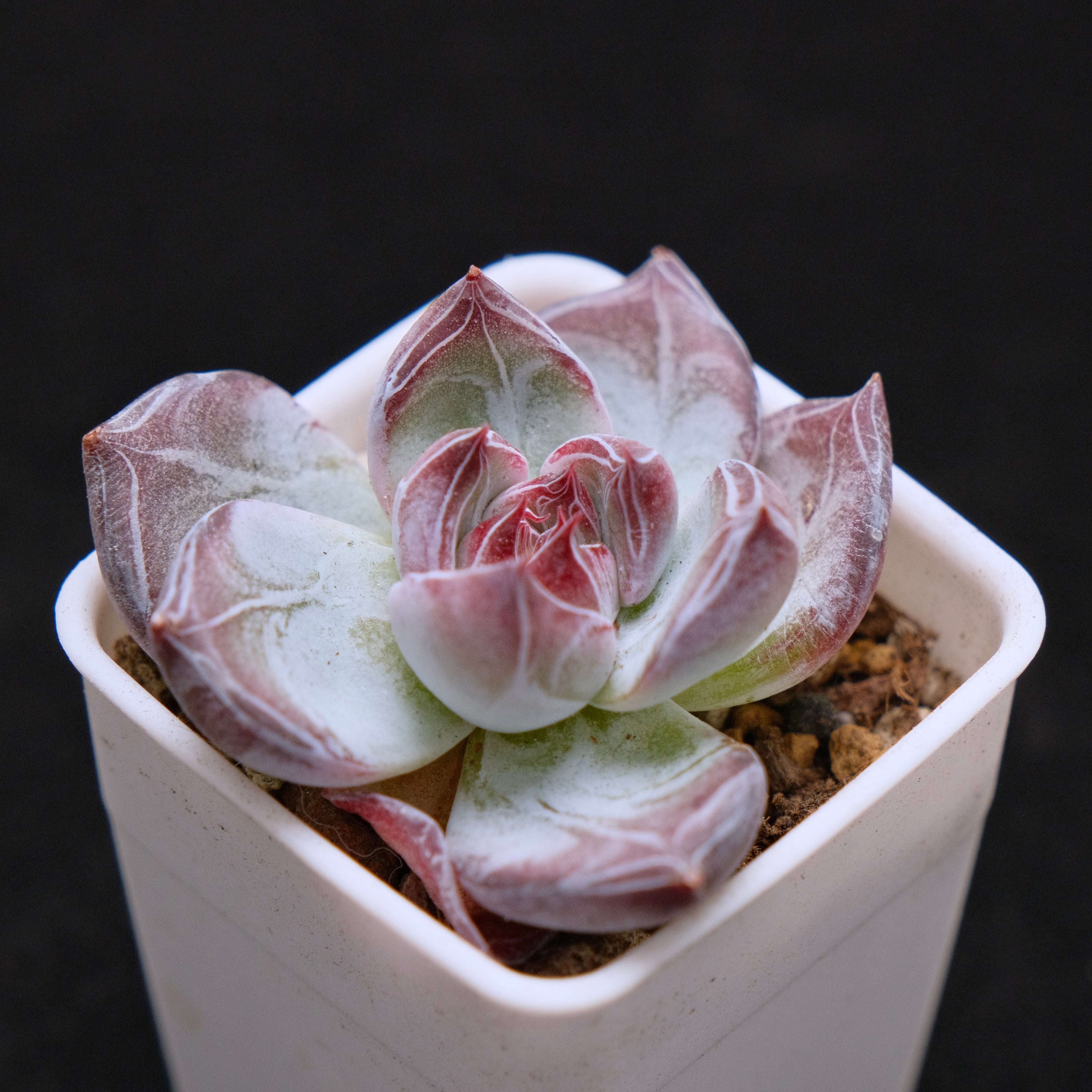 Echeveria Black Sabbath Korean Succulent Plant Air Magic hybrid