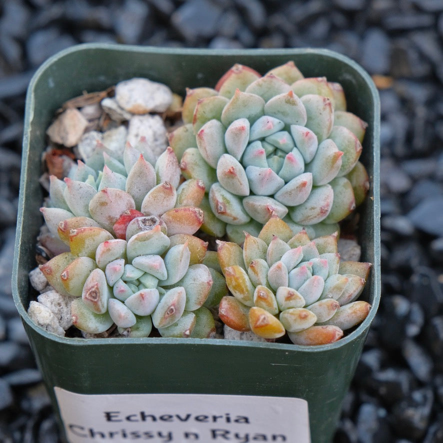 Echeveria Chrissy n Ryan Korean Succulent Plant