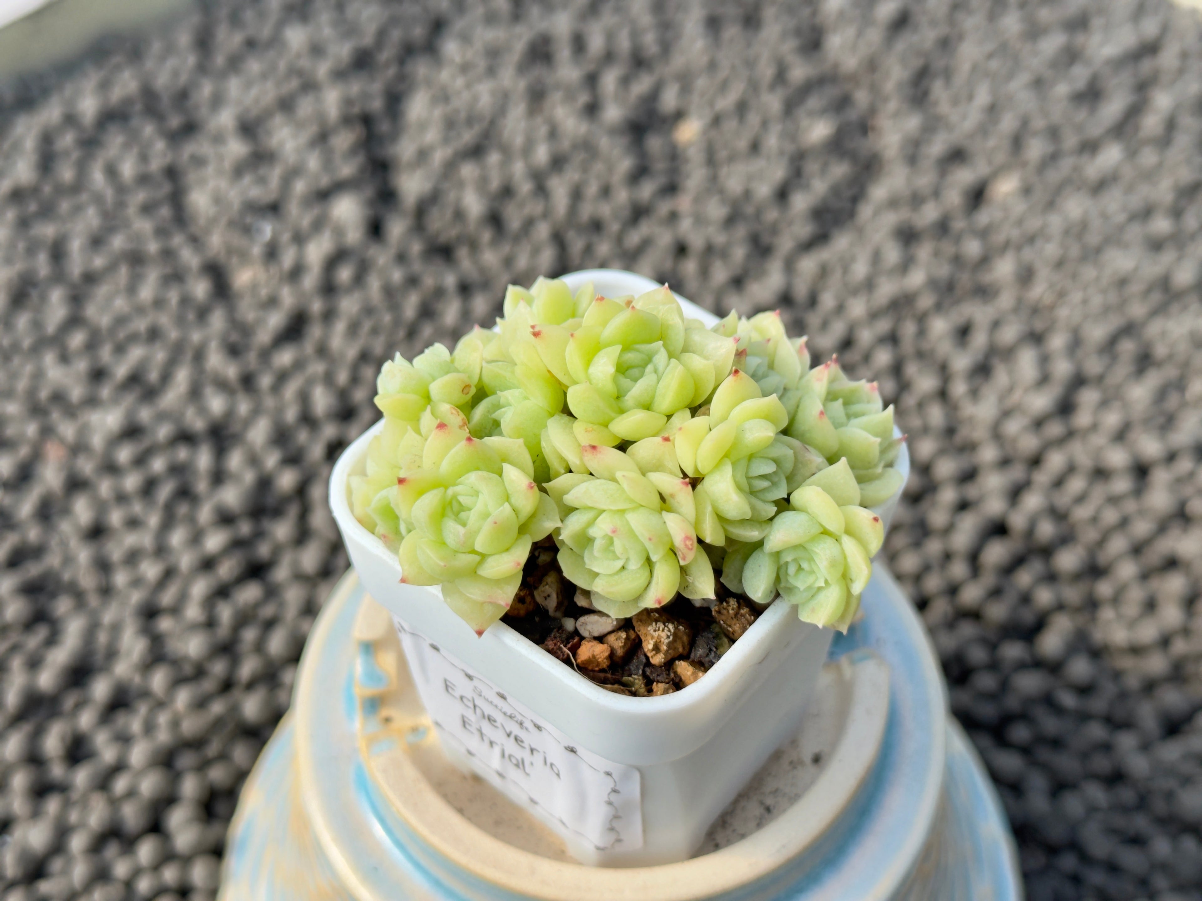 Echeveria Etrial Korean Succulent Plant