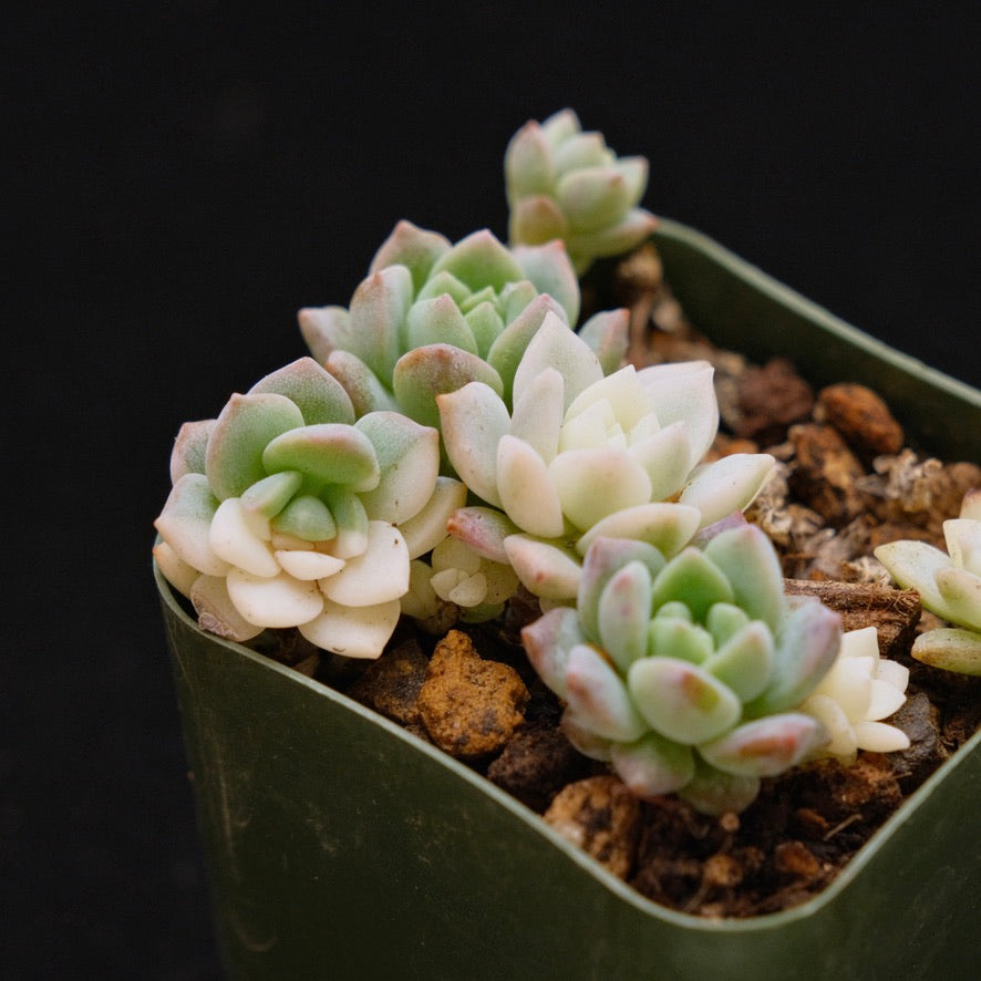 Variegated Echeveria prolifica babies Korean Succulent Plant - May separate