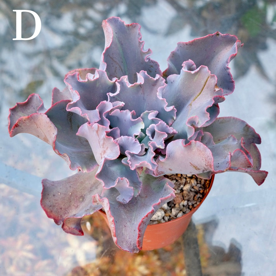 Variegated Echeveria Fury - Rare hybrid - D
