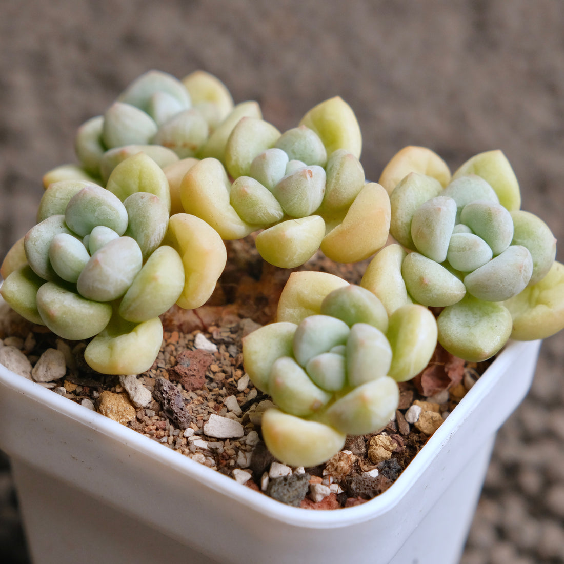 Pachyphytum Bubble Gum Imported Succulent Plant - A