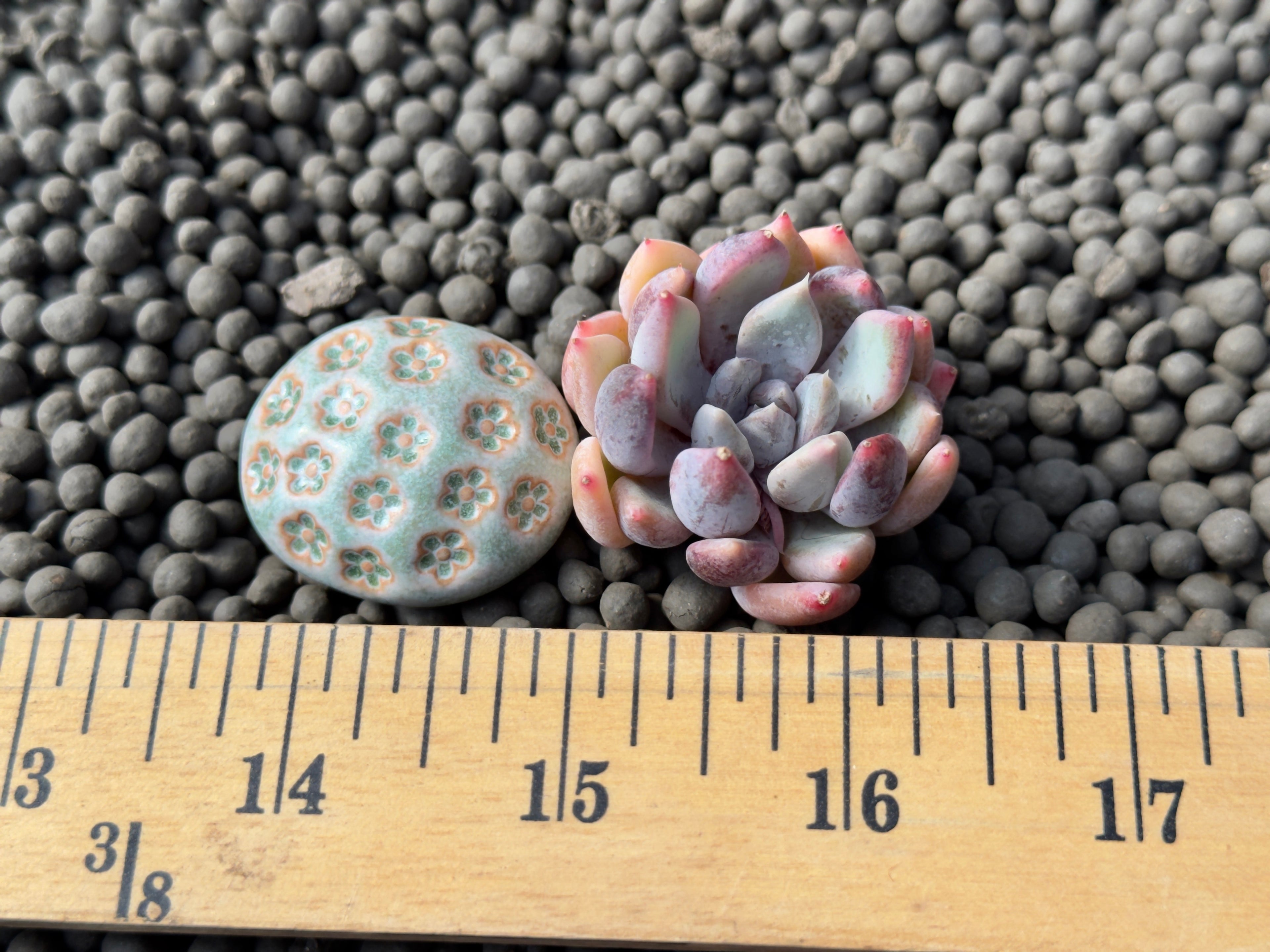 Echeveria Purple Powder Korean Succulent Plant