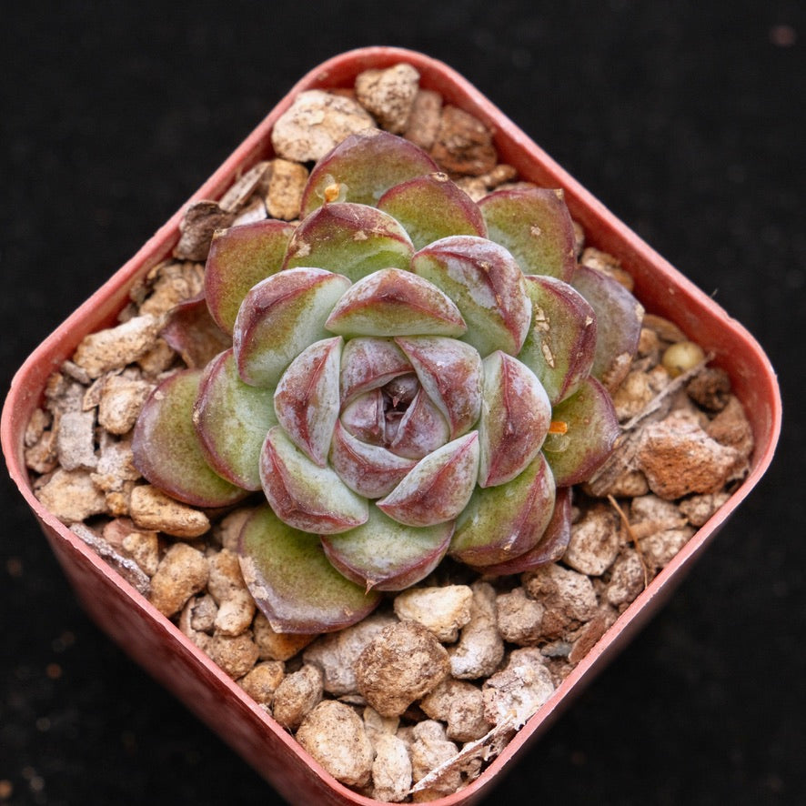 Echeveria Black Rose hybrid (small) Korean Succulent Plant