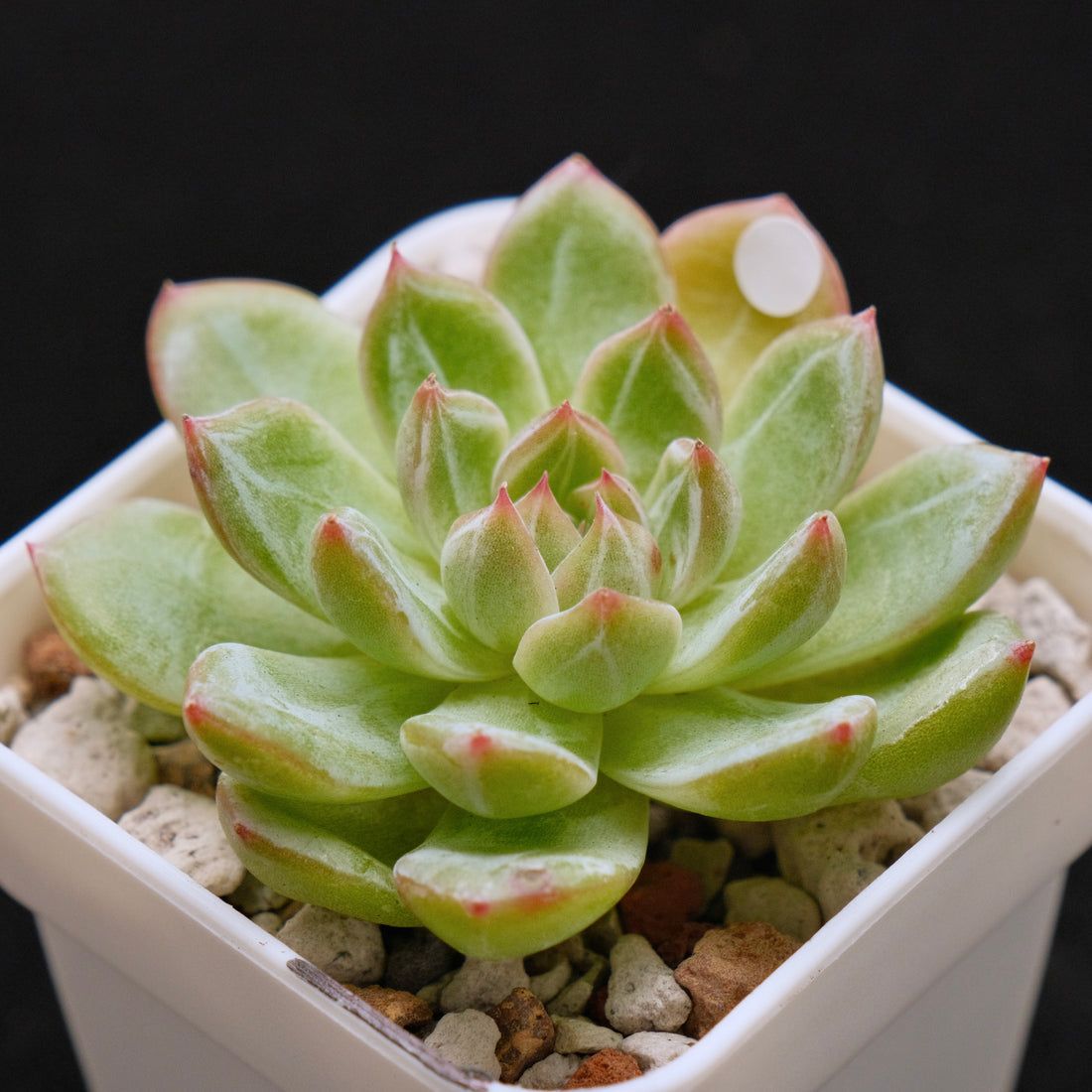 Echeveria Snowflake Jelly Korean Succulent Plant Rare
