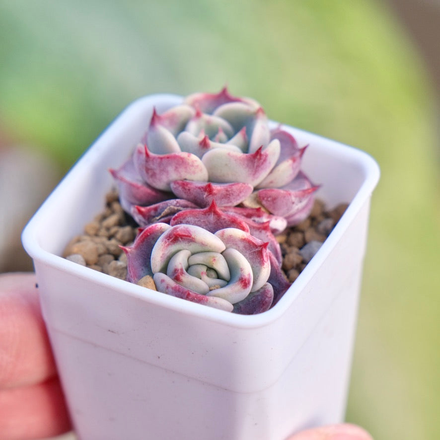 Echeveria Kiss Me Korean Succulent Plant Changhee hybrid