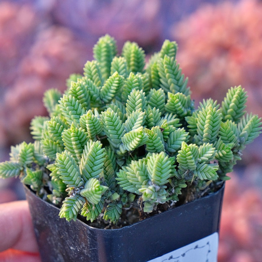 Crassula muscosa Succulent Plant