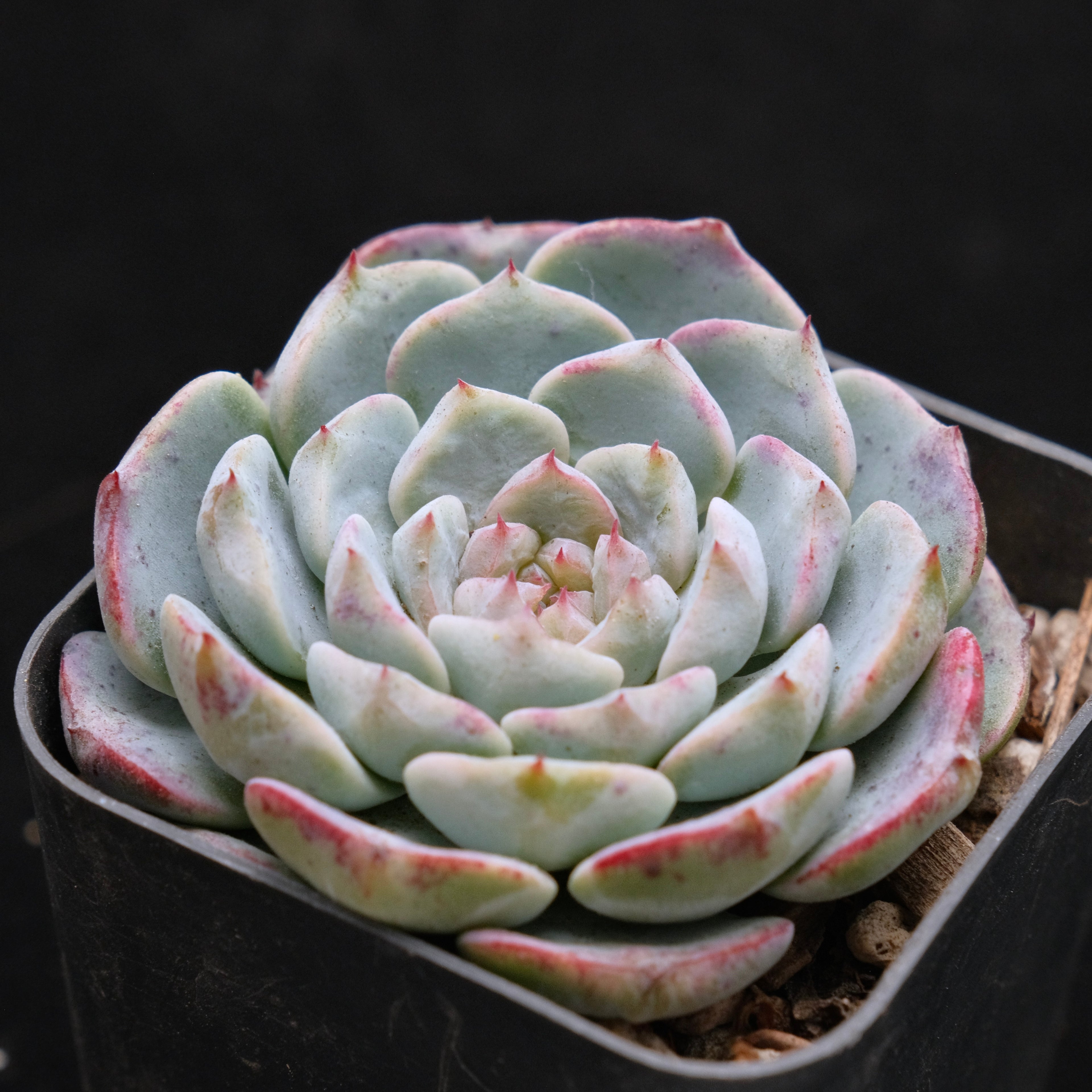Echeveria Michelin Korean Succulent Plant Changhee hybrid