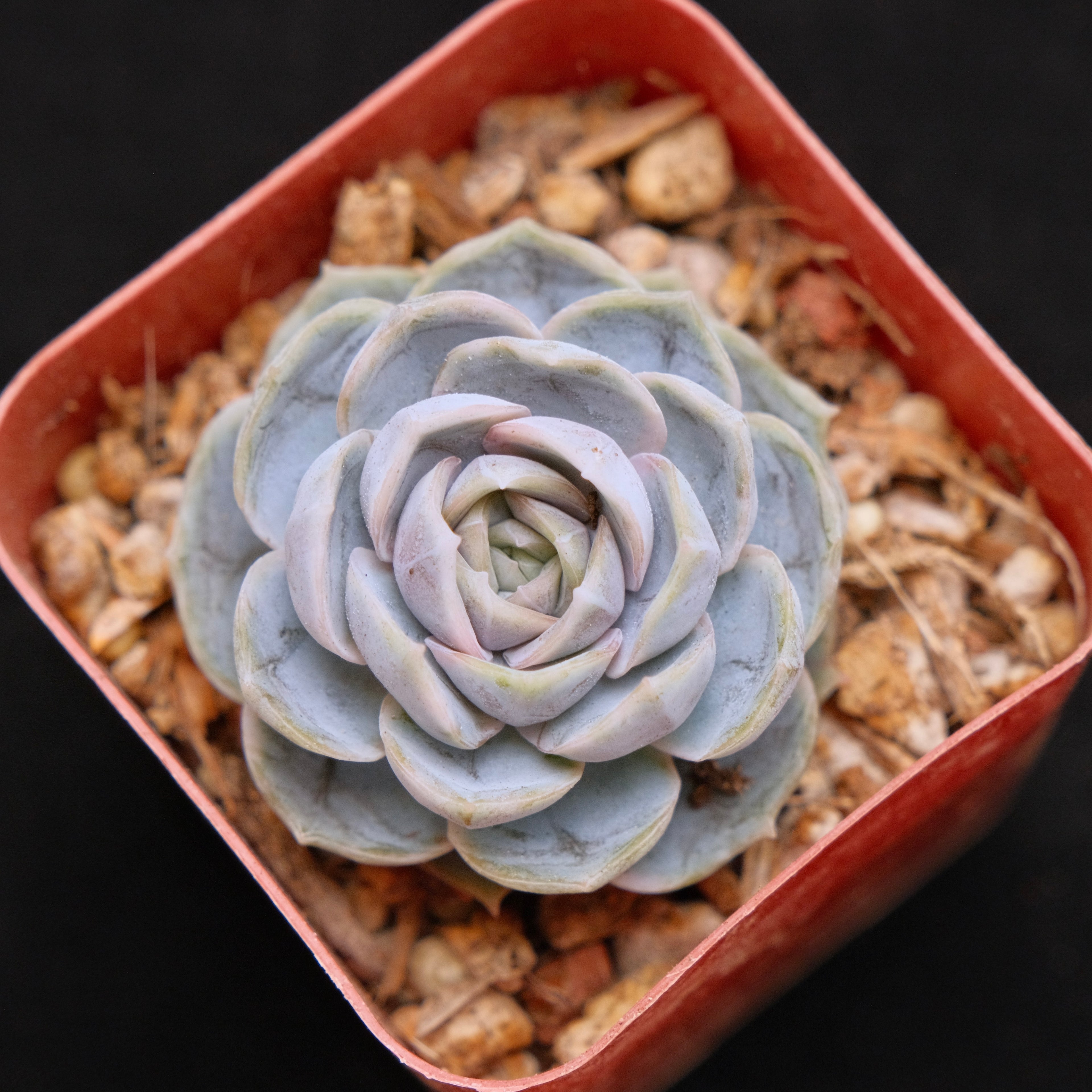Echeveria Blue Surprise Korean Succulent Plant