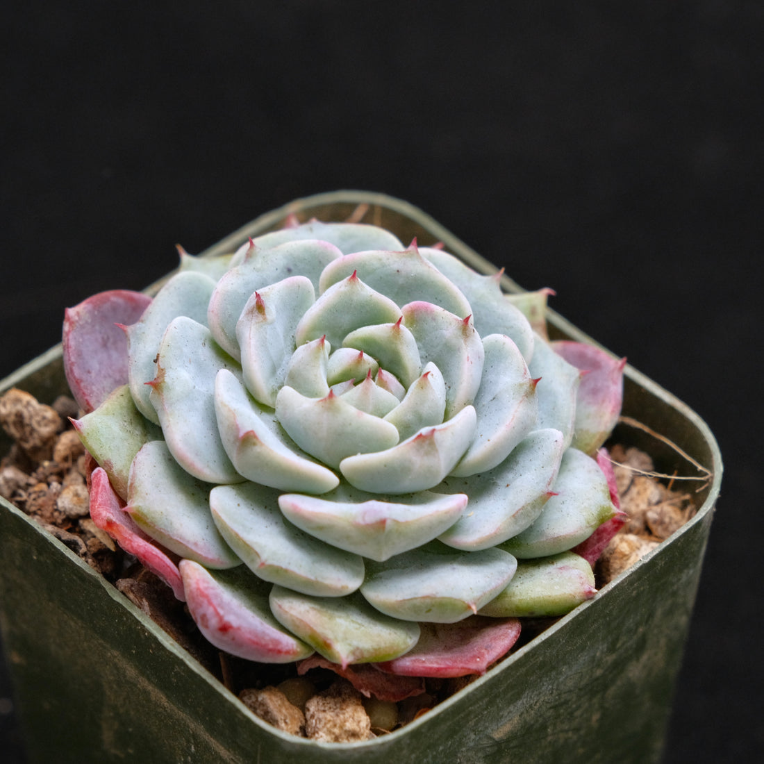 Echeveria Michelin Korean Succulent Plant Changhee hybrid
