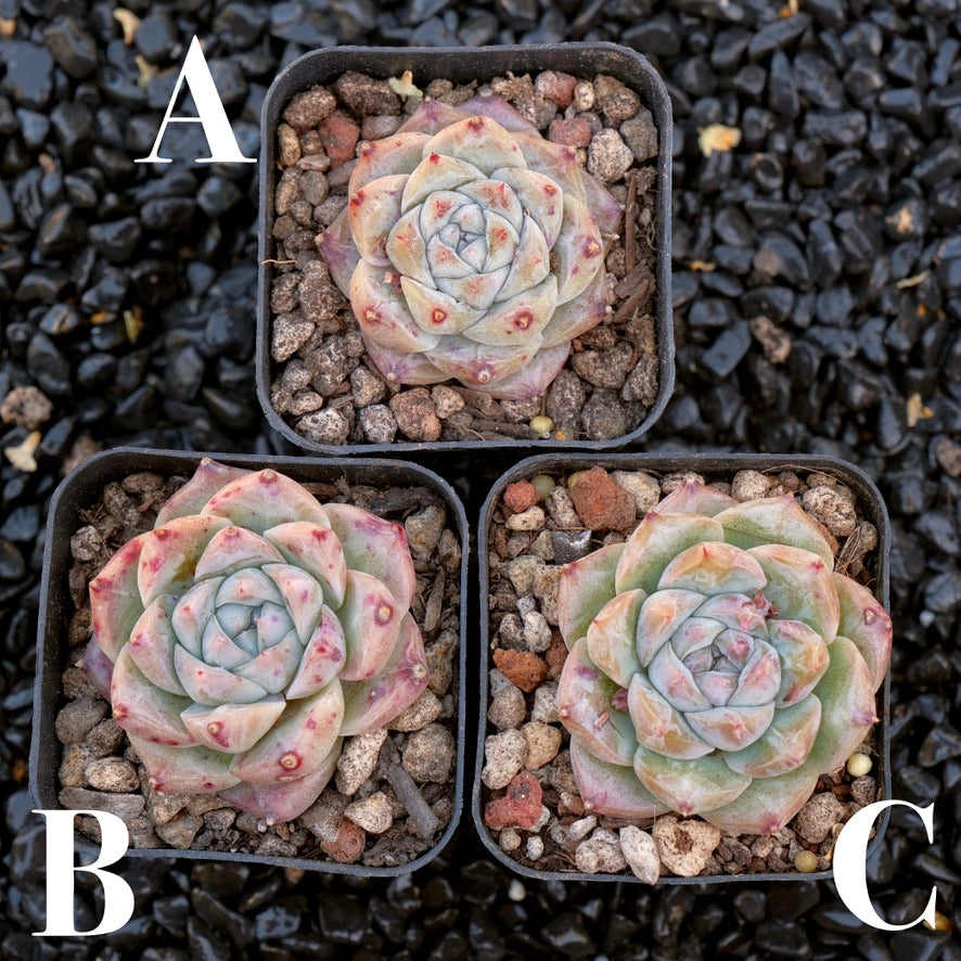 Echeveria Royal Star imported Succulent Plant