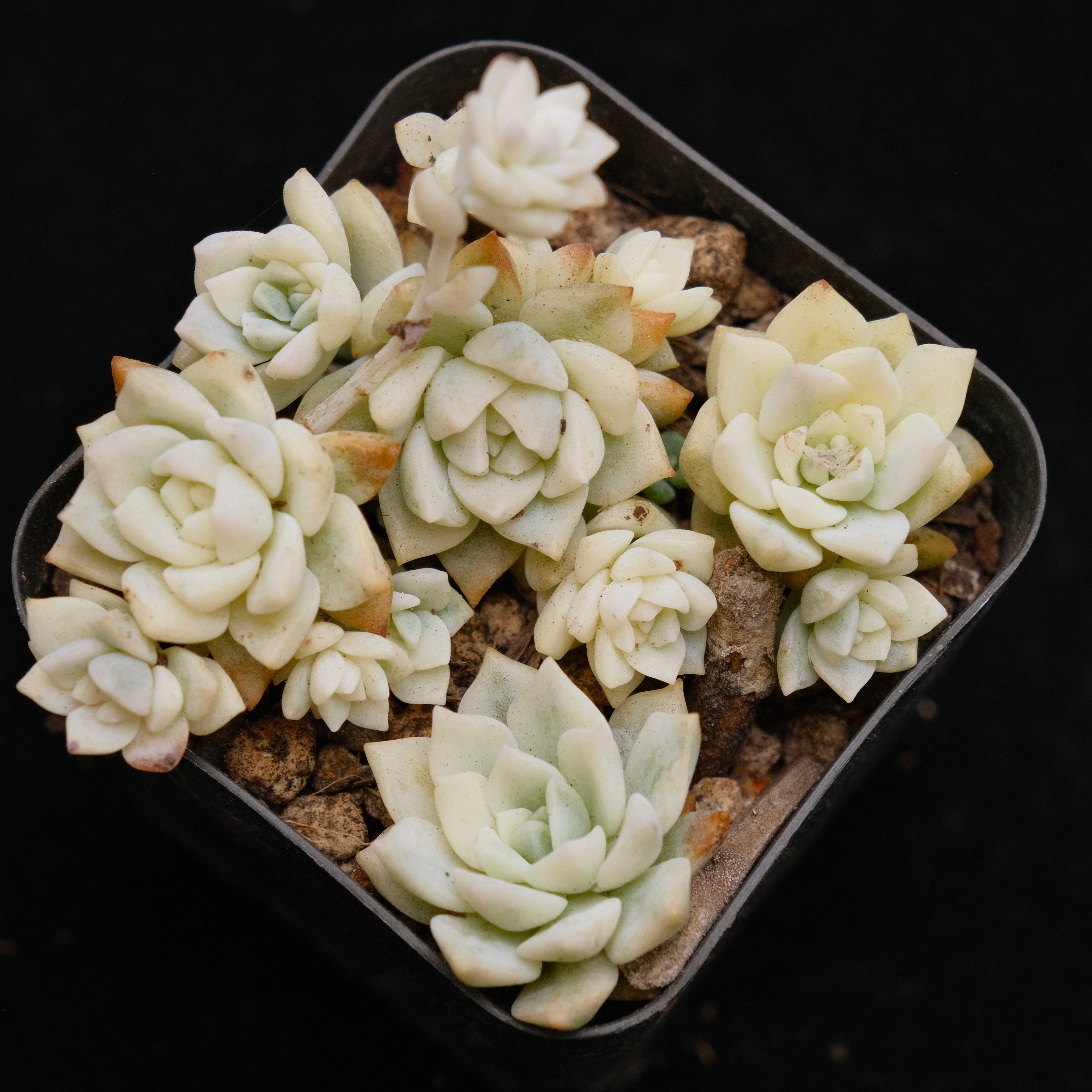Variegated Echeveria prolifica Korean Succulent Plant (may separate)