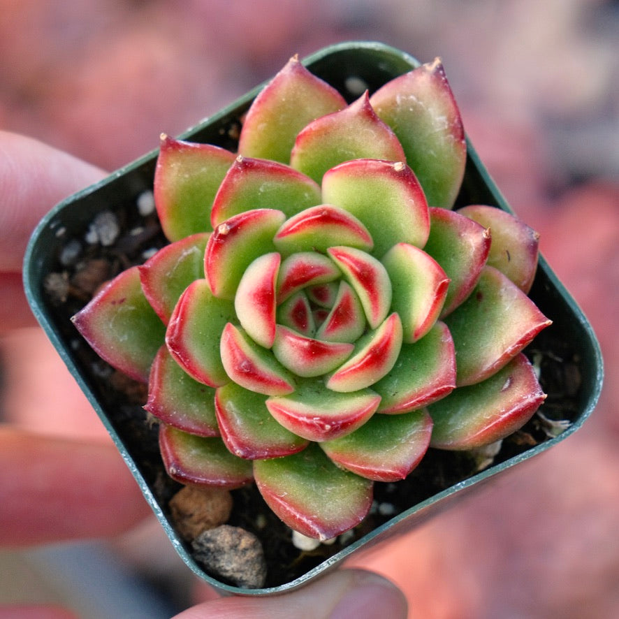 Echeveria puli-lindsayana Succulent Plant