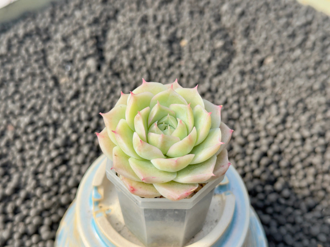 Echeveria Cream Rose Korean Succulent Plant