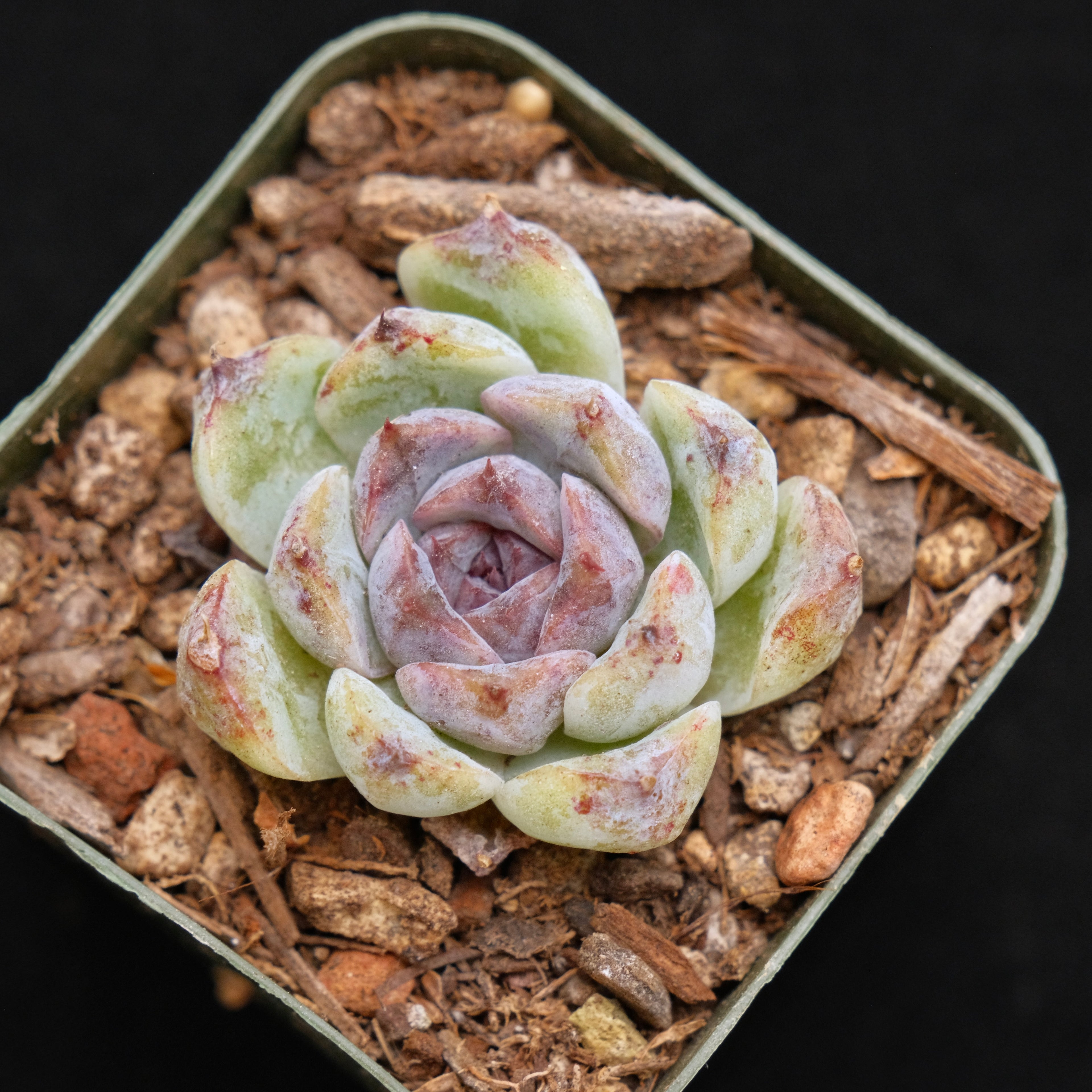 Echeveria Black Derebergii Korean Succulent Plant